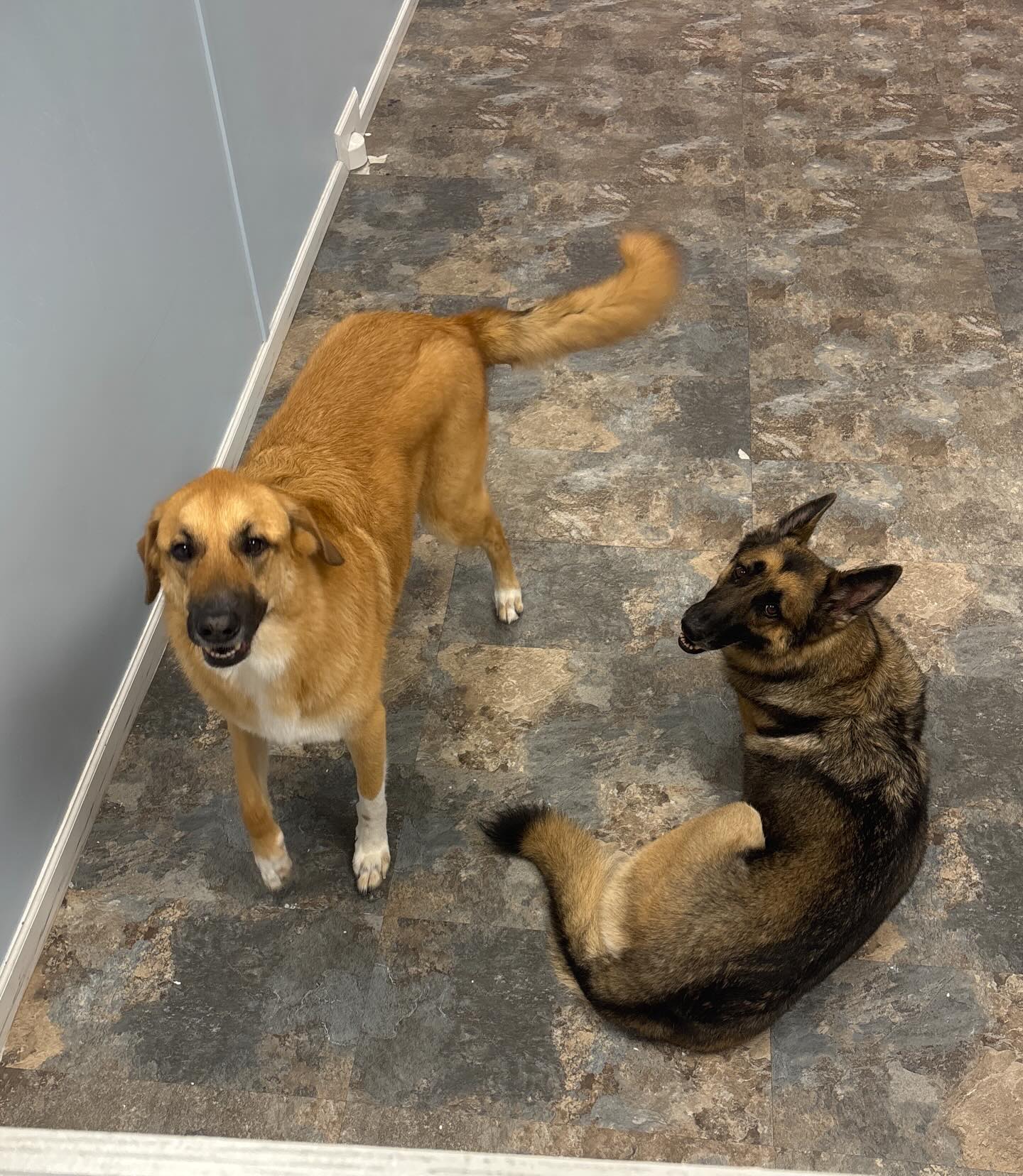 A sibling spa day 🛁🫧
#dogsofinstagram #dogbath #siblings #doglovers #doglife