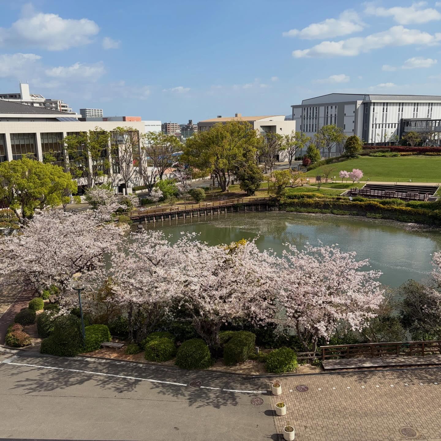 サクラ
福岡工業大学キャンパスのおとめが池とサクラ
そろそろ散り始めます。
#福岡工業大学 #桜 #サクラ