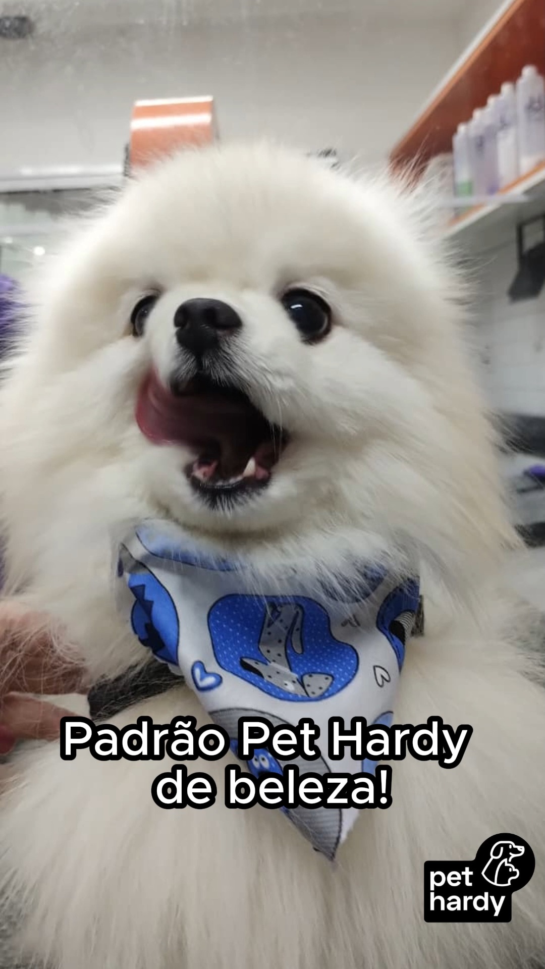 Basta olhar para essas carinhas para entender por que amamos tanto o que fazemos. O nosso #TBT de hoje é um compilado de fofura com alguns dos amigos que passaram pela clínica recentemente. 🐶 🐱 ✨
Cada consulta, cada banho e cada rabinho abanando é uma história nova que guardamos com muito carinho. Aqui na Pet Hardy, o nosso atendimento especializado vai muito além da medicina; é sobre criar laços, oferecer conforto e garantir que cada pet se sinta em casa. 🏠 💜
Arraste para o lado e veja se o seu melhor amigo apareceu por aqui hoje! 😍
#PetHardy #Moema #Indianopolis #ClinicaVeterinariaSP #PetShopMoema#VeterinariaSP #SaudeAnimal #MoemaTips #BairroIndianopolis