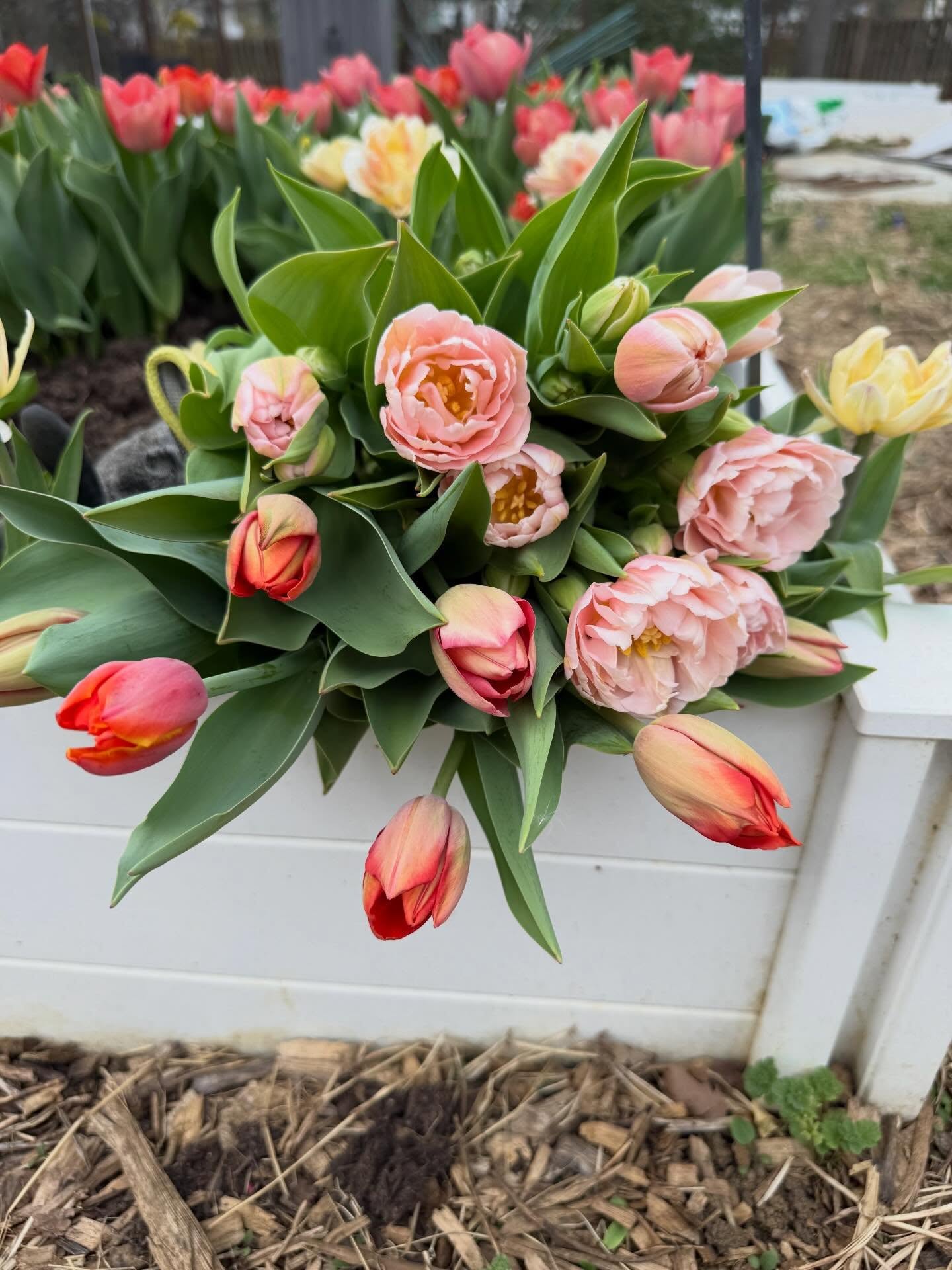 Tulip season is quickly coming to an end on the farm, but even more beautiful blooms are on the way— and YOU can experience the joy of locally grown, seasonal flowers 💐
Our 2026 Bloom Club subscriptions open THIS Wednesday 🗓️
Hit the link in the bio to sign-up for our newsletter and be the first to know when our flower subscriptions launch.
#localflowers #flowersubscription #flowercsa