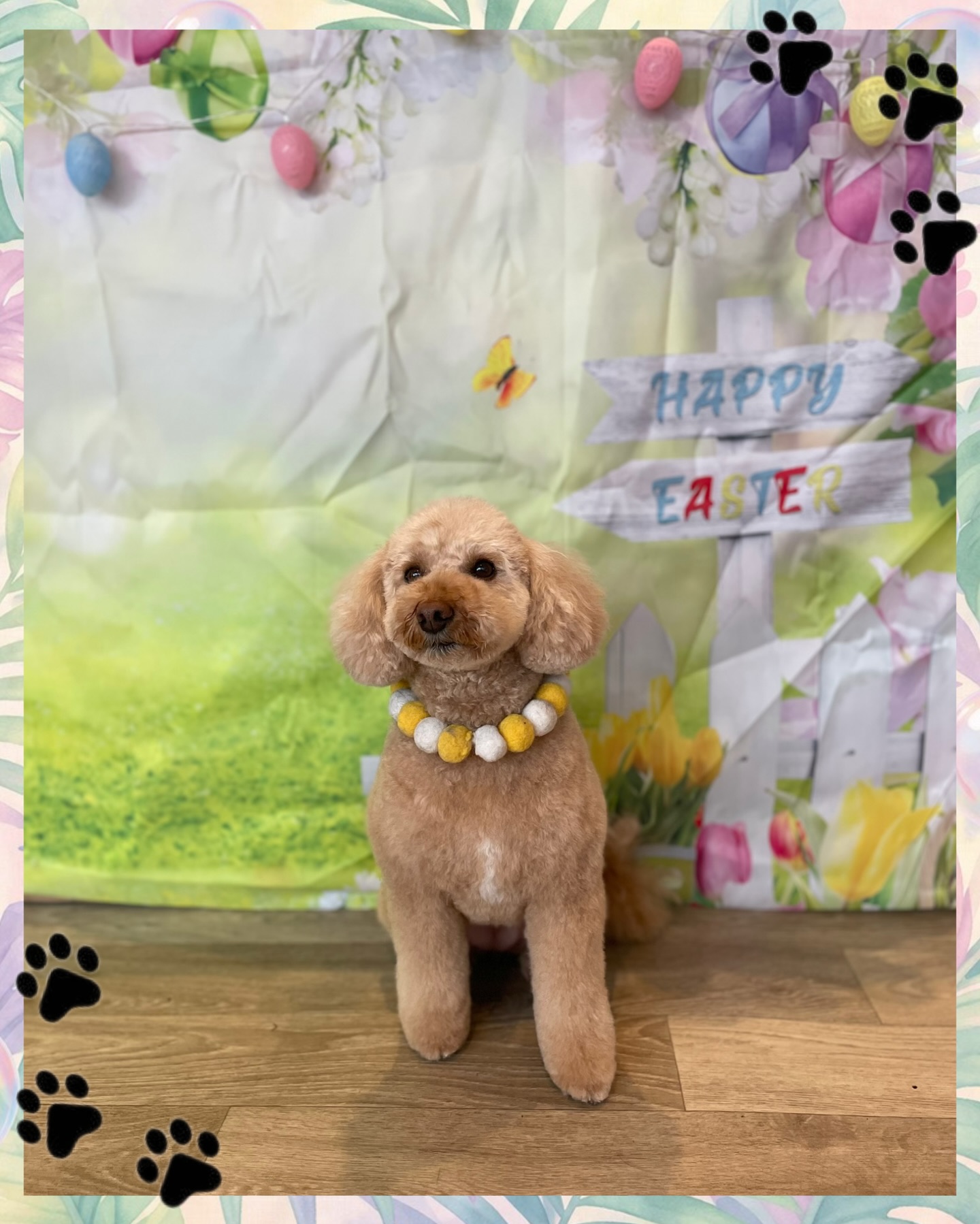 🐣🌸 Happy Easter from Team Knine! 🌸🐣
Wishing all our wonderful clients and their furry friends a day filled with love, treats, and plenty of tail wags 🐶💛
Ruby is looking extra fresh and festive—ready for all the Easter cuddles and egg hunts! 🐾✨
Thank you for trusting us to keep your pups looking and feeling their best. We’re so grateful for our amazing community!
#HappyEaster #TeamKnine #FreshGroom #DogGrooming #PupStyle EasterVibes 🐾🌼