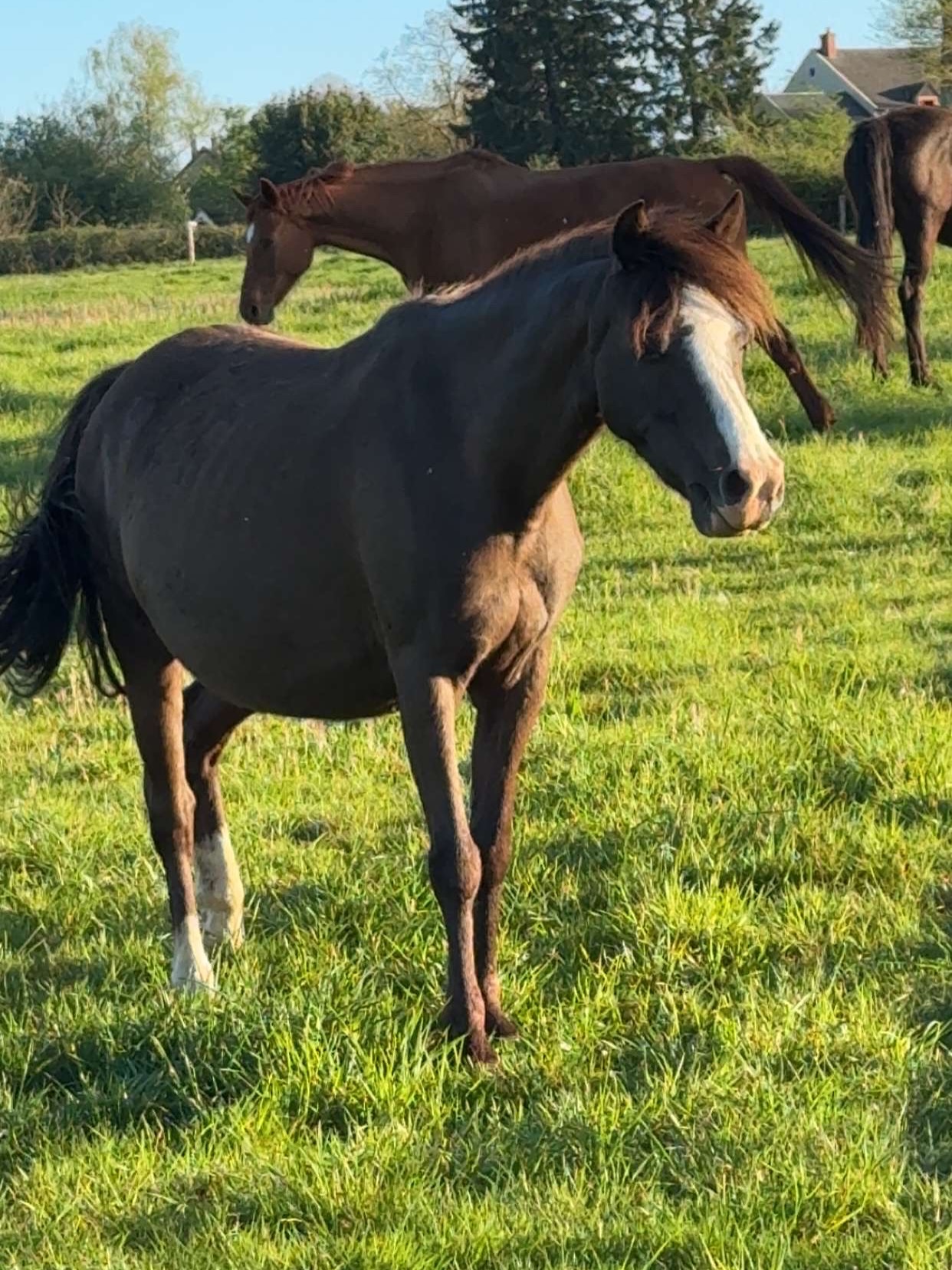 Vous vous demandiez peut-être ce que devenait Glamour ?
Elle prépare nos futures générations de poneys, elle attend son deuxième poulain pour très bientôt. Tandis que le premier, Par amour vit sa vie de poulain avec ses copains 👯
Il va falloir lui trouver un nom qui commence par Q ! Des idées ?