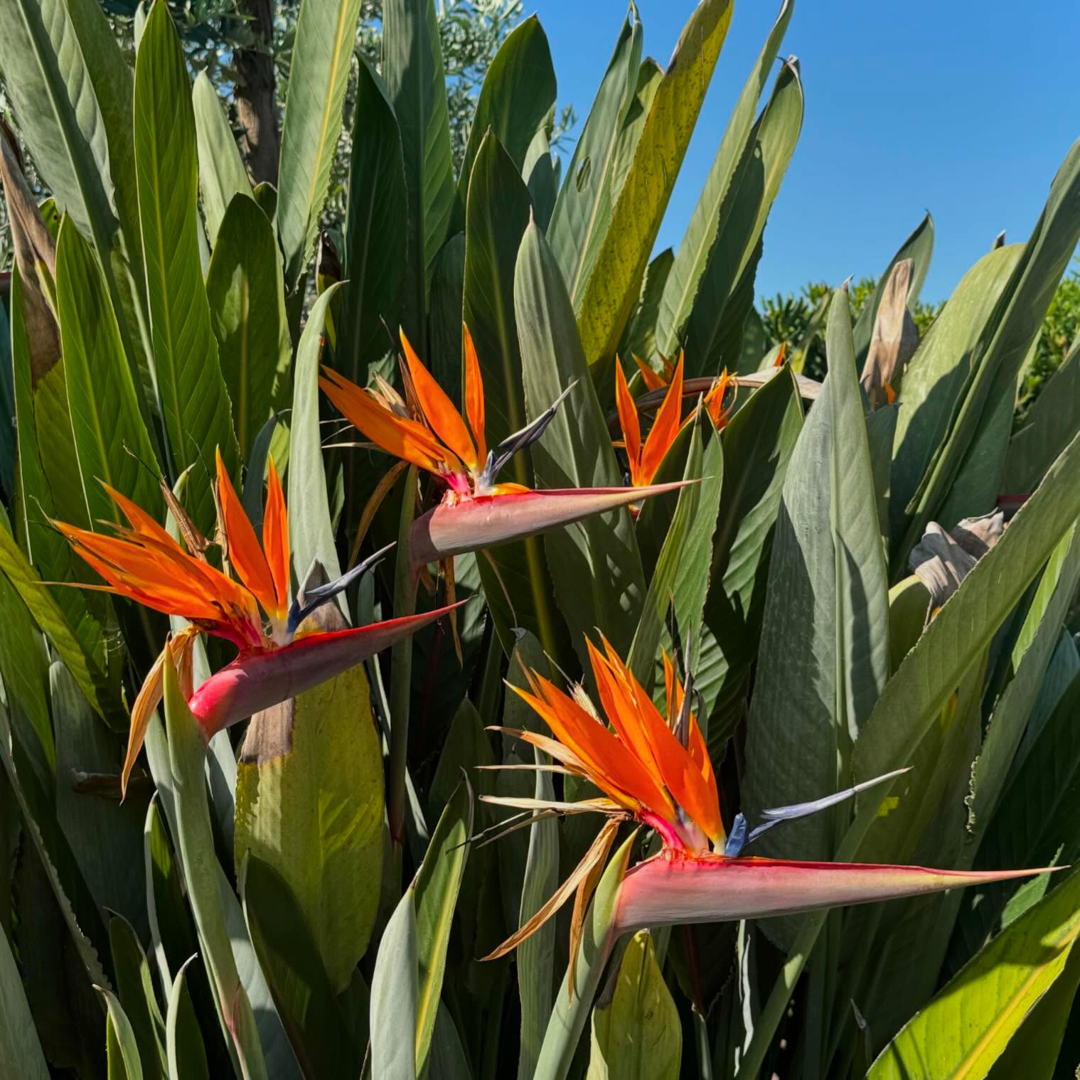 Spring has finally arrived… #spring #strelizia #birdofparadise #whenincalabria