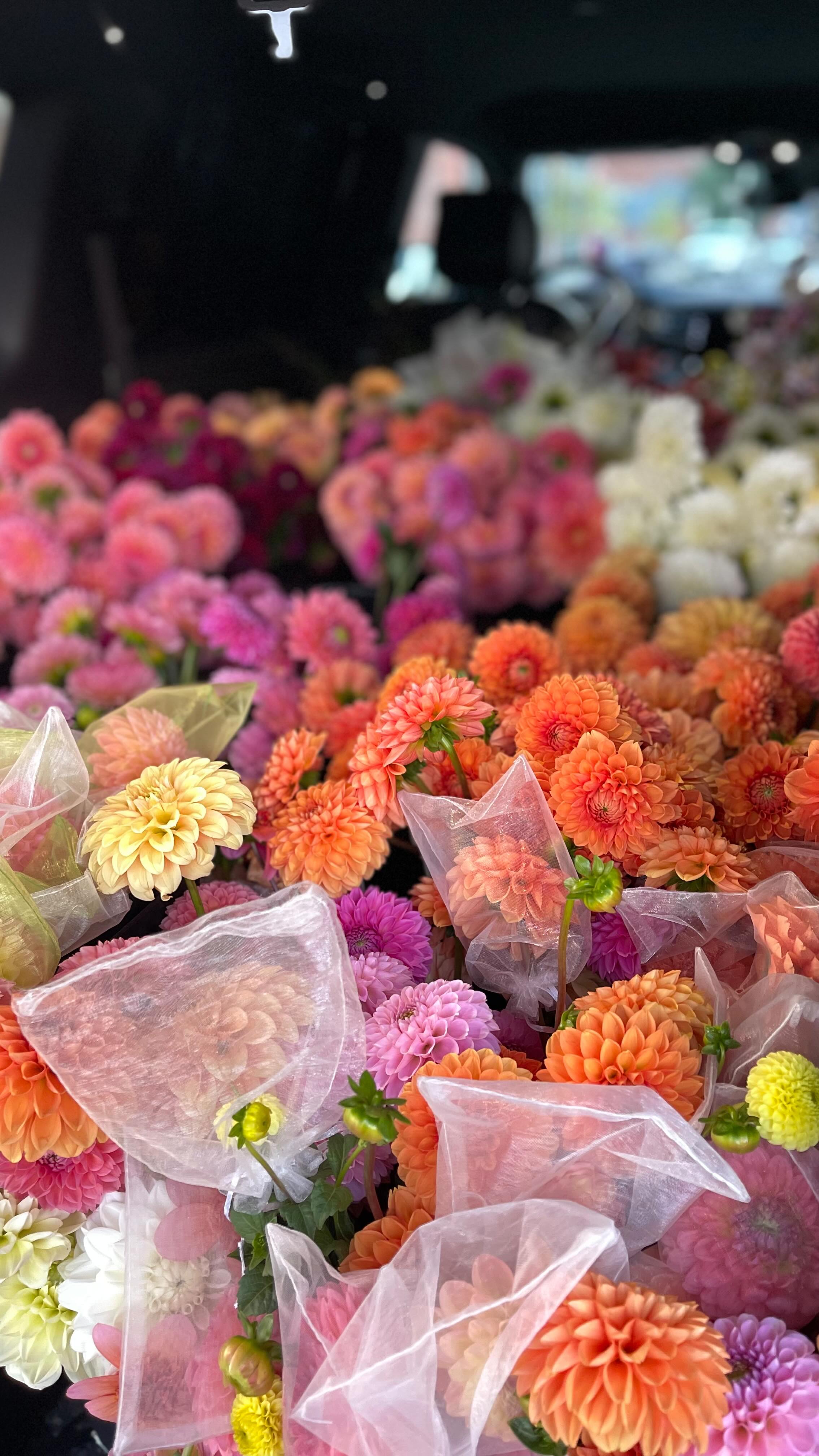 Big things are happening for @kcflowerfarmerwholesalemarket 💐⭐️✨
Stream Episode 763 this Wednesday, April 8th!
#slowflowerssociety #slowflowers #slowflowersmovement #sustainablefloristry #sustainabilty