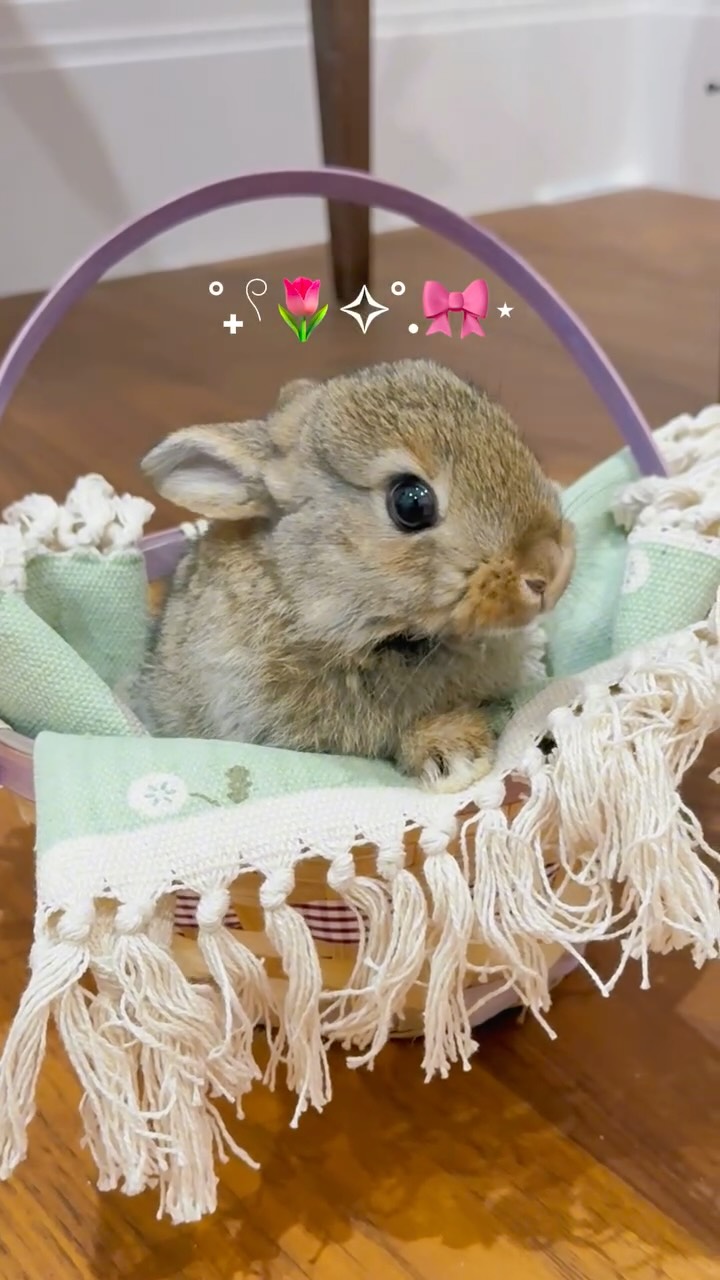 Let’s name our miracle Easter 🐰!
Don’t forget to participate in our Easter Egg Hunt tomorrow and Sunday! 💖