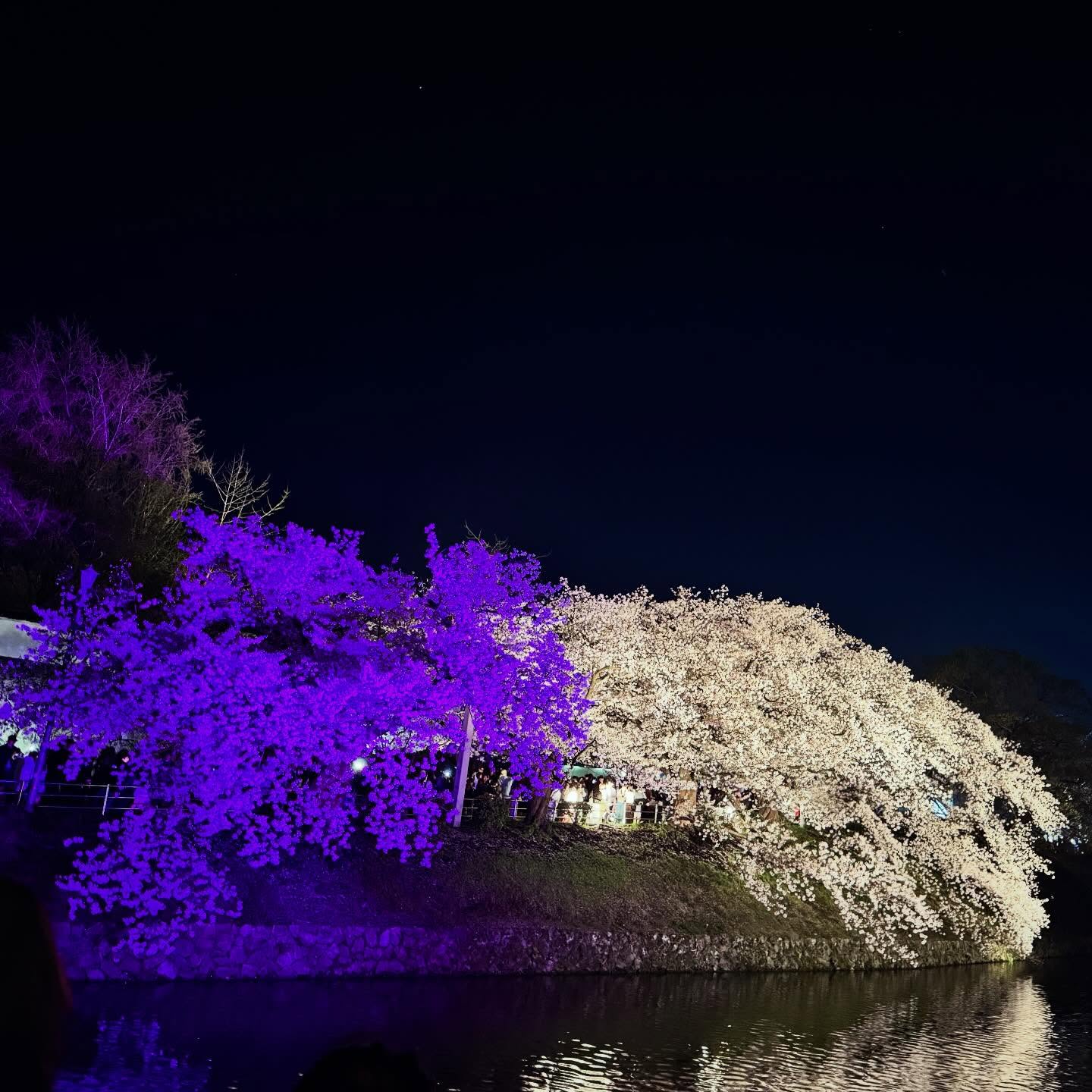 「お花見」
#さくら #お花見