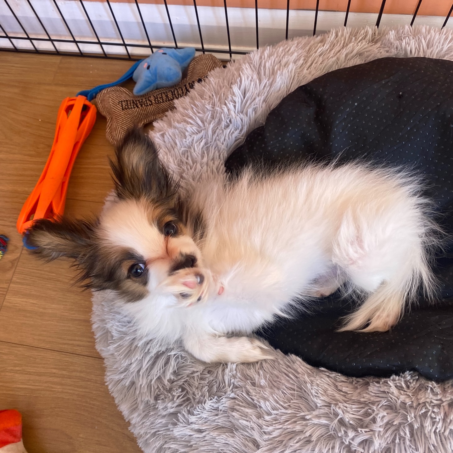 a tiny belly rub for a tiny puppy 🐶
#papillon #dogsofinstagram