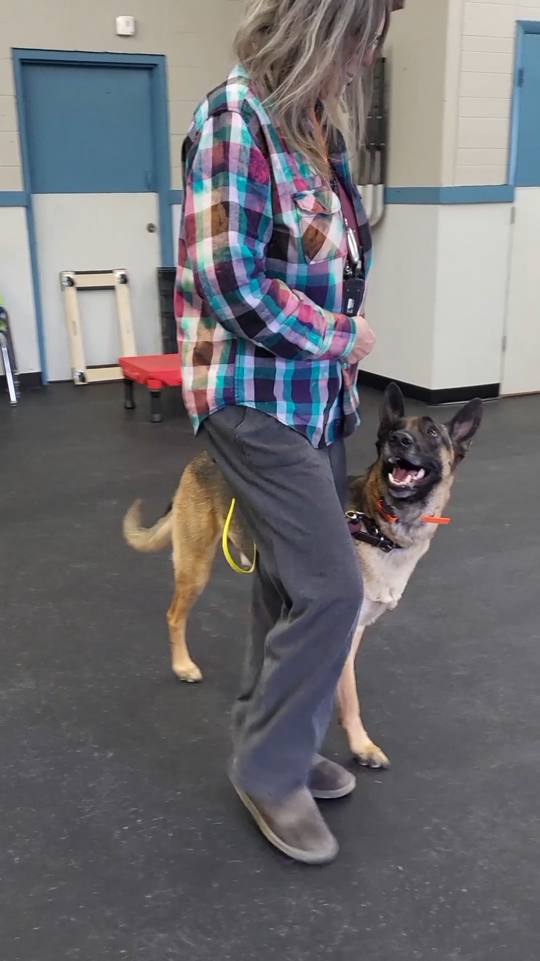 UPDATE: This class now begins on April 30th!
LEASH WALKING CLASS IS COMING UP! Walking with your dog doesn't have to be stressful or take a lot of effort! Our four-week Leash Walking group class can help you and your pup learn to stroll with ease. We'll teach you to communicate with your dog using the leash, the "walk," "heel," and "leave it" commands, and how to maintain a loose leash while walking around other dogs, past other dogs, and in different environments.
๐๐๐ฑ๐ญ ๐๐ญ๐๐ซ๐ญ ๐๐๐ญ๐: April 23rd
๐๐๐ก๐๐๐ฎ๐ฅ๐: Thursdays from 6:15 PM to 7:15 PM
๐๐ฎ๐ซ๐๐ญ๐ข๐จ๐ง: Four weeks
๐๐จ๐ฌ๐ญ: $175 per dog
๐๐ค๐ข๐ฅ๐ฅ ๐๐๐ฏ๐๐ฅ: Beginner
Sign up via the PocketSuite link in our bio!
(Please note, this course is not appropriate for dogs who are experiencing extreme reactivity or struggle to be in a room with multiple other dogs. If this describes your dog, reach out to discuss other training options!)