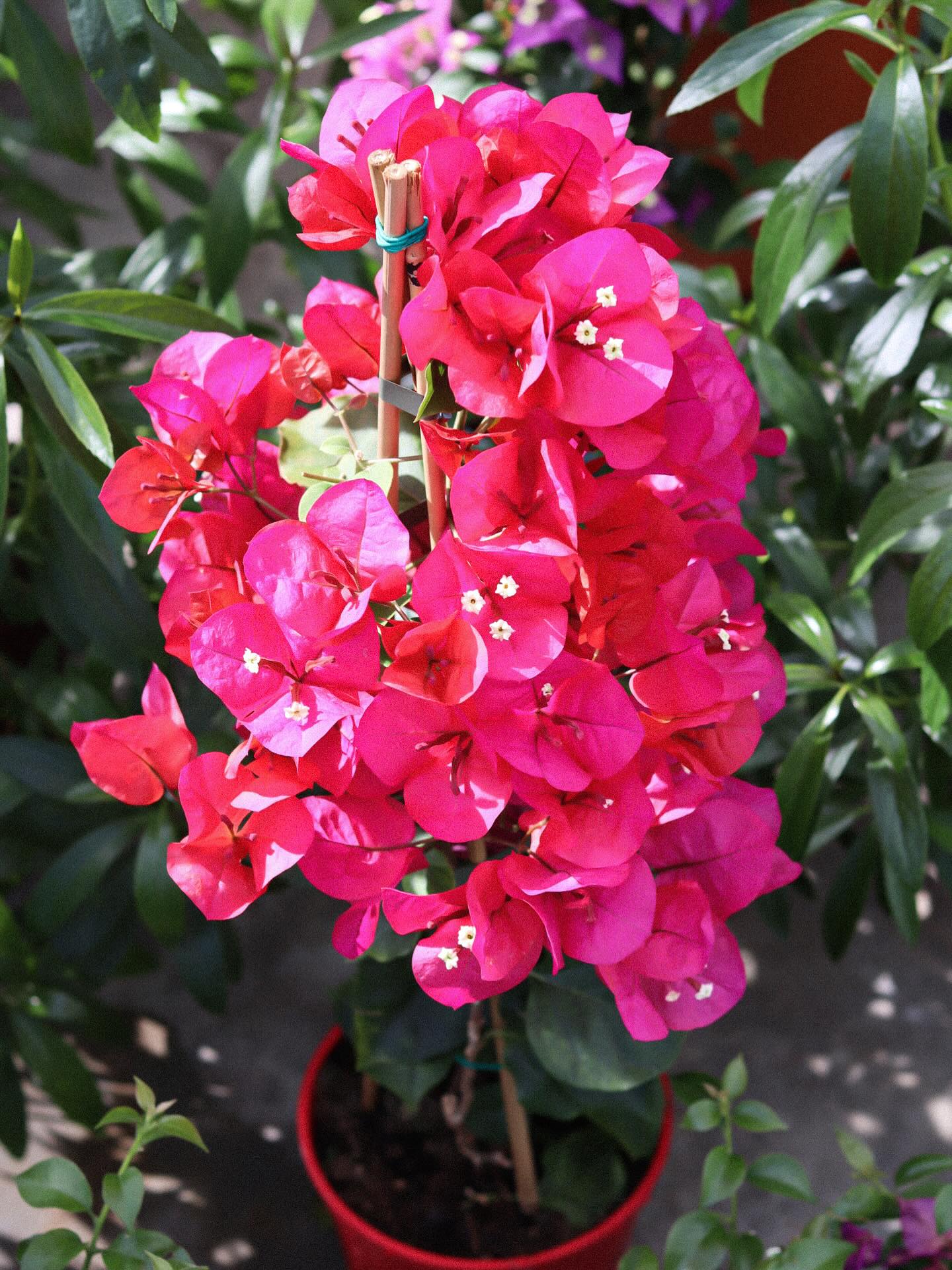 Le bougainvillier đ©·
Lâune des plantes mĂ©diterranĂ©ennes les plus emblĂ©matiques, le bougainvillier domine de par ses couleurs vives : du rose au violet, en passant par lâorange ou le blanc đž
Plante grimpante, il saura habiller vos façades, jardins et terrasses đ±
Lâentretien :
đ Plante de soleil par excellence, le bougainvillier a besoin dâune exposition trĂšs lumineuse, voire en plein soleil pour bien fleurir.
âïž En dehors des climats doux, il est sensible au froid. En pot, il est donc conseillĂ© de le rentrer ou de le protĂ©ger dĂšs que les tempĂ©ratures descendent en dessous de 5°C
đ§CĂŽtĂ© arrosage, privilĂ©giez des apports modĂ©rĂ©s. Le bougainvillier apprĂ©cie les sols bien drainĂ©s et redoute les excĂšs dâeau.
Vous aimez cette plante ?đ
đȘŽ Le jardin de tous
âïž 05 59 03 73 52
đ15 rue de Louillot, Anglet