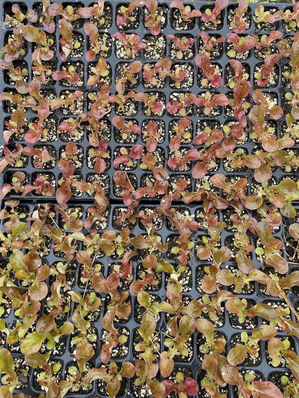 Der selbst aus Samen gezogene Rubinetta-Salat durfte diese Woche an die frische Luft umziehen. 👏