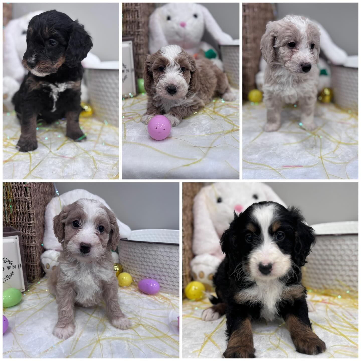 My current available puppies. Please message me or text 386-247-3573 for more information. #minibernedoodles #doodles #florida #bernedoodleaofig #familyraisedpuppies