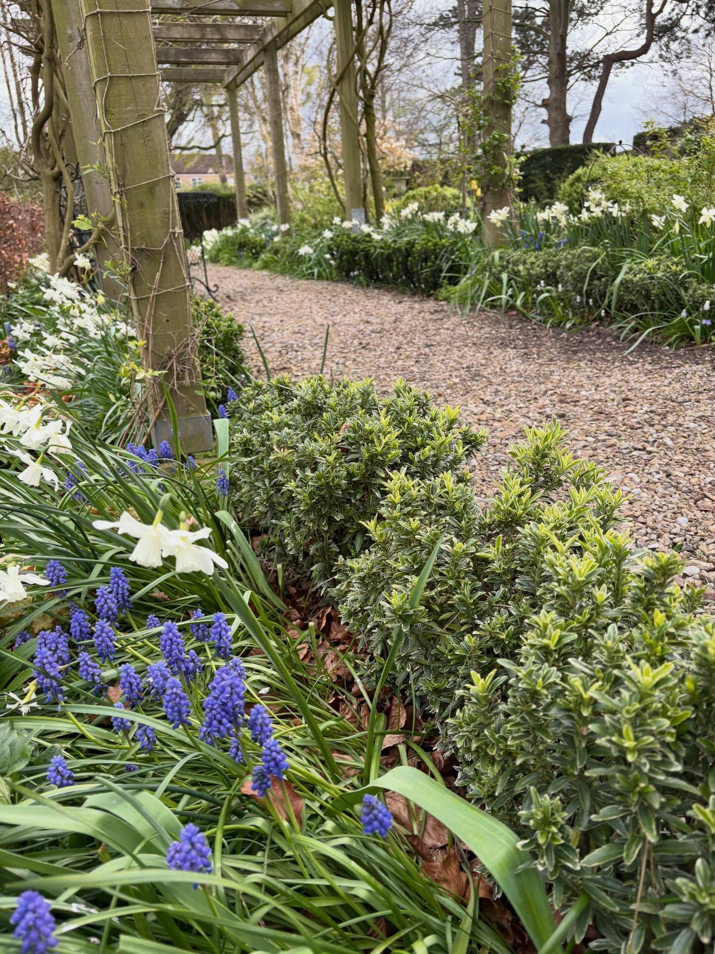 Highlights of spring this week; 1. Euonymus Green Spire hedge coming along nicely now in its third year. Great alternative to Buxus. Underplanted with Narcissus Thalia and Muscari all along the length of the pergola. 2. Epimedium Orange Queen pretty tiny flowers revealed when its leaves were cut back a few weeks ago. 3 and 4. Akebia quinata (chocolate vine) trained patiently along the top of sleepers and it’s flowered for the first time after 5 years. Hurrah! 5. And who needs flagstones? We’re taking some up to plant areas of chamomile lawn Treneague. Happy Spring 🌷#englishcountrygarden #englishspring #gardenersofinstagram