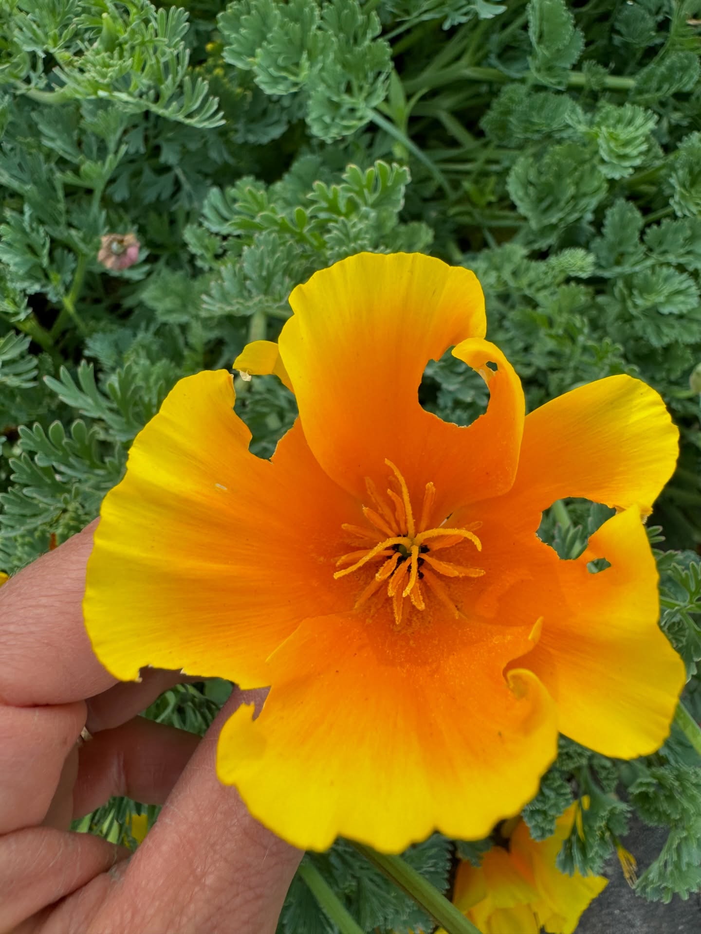 Remember, holes in your plants equal life in your yard. Small insects like caterpillars are the primary protein food source for larger species like birds. Who else can find holes in their petals and leaves? šāāļø
.
.
.
#horticulture #landscapedesign #landscapedesigner #californianativeplants #sustainablelandscaping