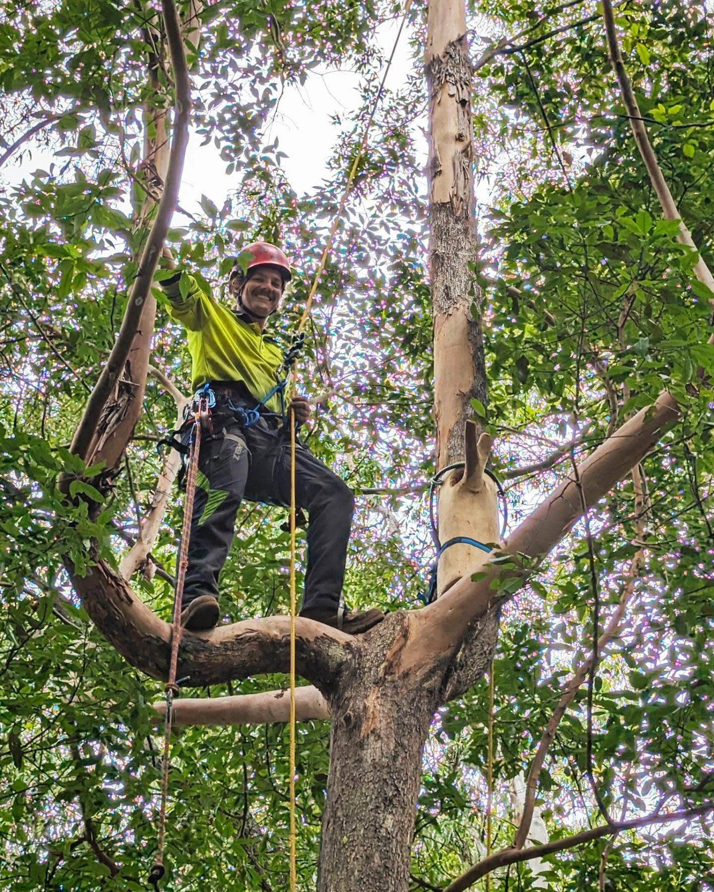 Brock's first tree climb! Brock is our new apprentice Arborist at She Trees and we're stoked to have him officially on board 😁 Brock is an ex plumber and taking to tree work like a duck to water (or koala to a gum or a paper wasp nest to a spotted gum) - just naturally!
I have trained a few apprentices now and have learnt a lot with each experience - the main takeaway is that everyone's journey in the tree game is their own. As a boss/mentor I have to be encouraging and patient (which is sometimes difficult with apprentices) but it makes my job rewarding too!
The first tree I ever climbed was a Cocos palm on a Friday afternoon 😂 I'm glad Brock got to climb this cool Brushbox gum tree and hang a @habitec_arb nesting box for our customer in Tallai. A nice way to start in the industry connecting to nature! 🌿☘️🍂🍃🐺🐨🌳🌴