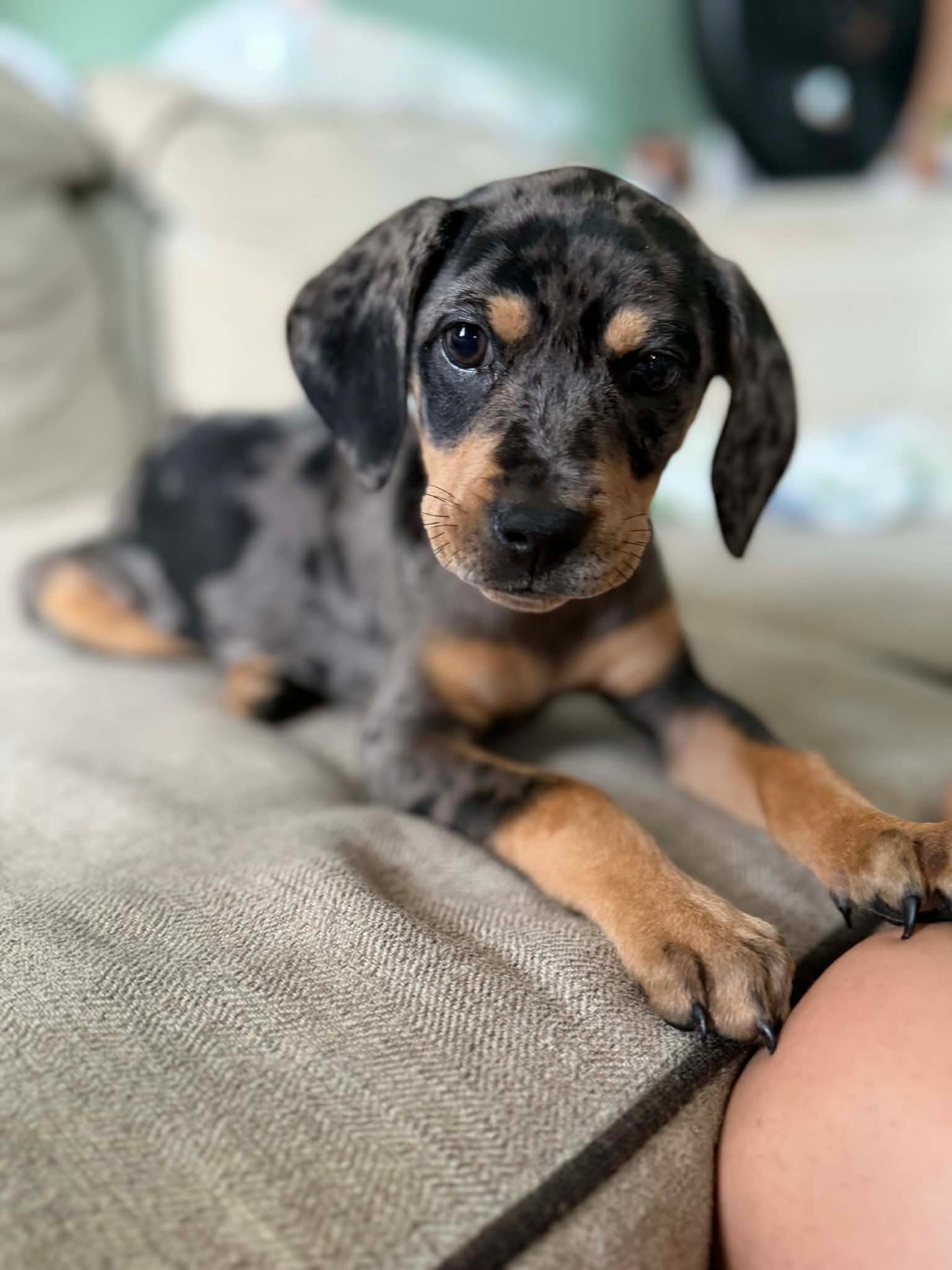 Les presento a Lisa 💜🐾 Se les llama «Perrito Arcoíris» 🌈 a los que llegan a nuestra vida después de una pérdida. Aquí tienen a esta dama con carita tierna y energía de fiera 🤣🤣🤣 Sobrevivimos a la primera noche. Aquí andamos conociéndonos.
Estoy paría 🤭
__
Lisa, de Elisabet ✨ Proviene del hebreo Elisheva (אֱלִישֶׁבַע), mencionado en la Biblia. Su significado religioso denota lealtad y compromiso espiritual.