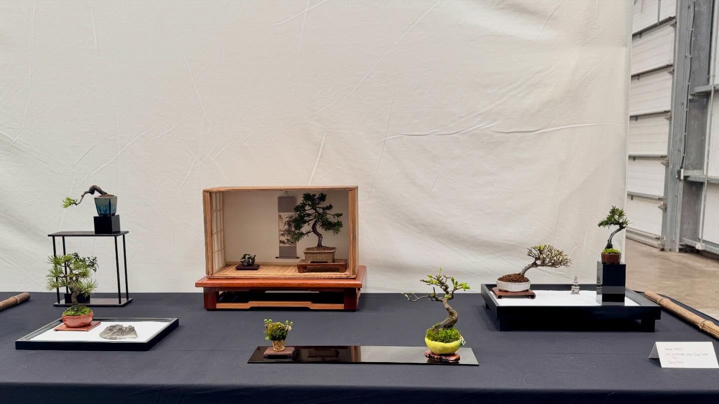 Mame Display at last week @bonsai_fest by one of our members. #mamebonsai #bonsai #bonsaidisplay #littletrees