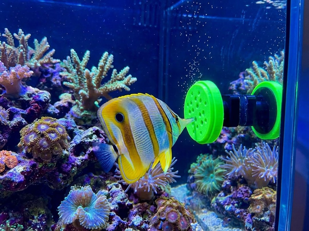 COPPERBAND FEEDER ALERT! 🪸
One of our absolute best sellers and a necessity if you've got a copperband! These stunning fish have a natural hunting instinct, and our feeder lets them do what they do best – hunting through the holes for their food. Plus, it keeps other fish from stealing the meal before your copperband gets a chance!
How it works: Simply unscrew the lid, pop your frozen food in the holder, and screw it back on. That's it! Clean, easy, and your copperband gets the meal it deserves.
Check them out here:
🇪🇺 https://www.thepolyppros.eu/category/the-polyp-pros-feeders?scrollToProduct=quad-large-magnetic-copperband-fish-feeder
🇬🇧 https://www.thepolyppros.co.uk/shop-13
#CopperbandFeeder #ReefTank #MarineAquarium #3DPrinted #AquariumAccessories #ReefKeeping #CoralKeeper #FishFeeder #AquariumSetup #ReefNerd #CustomAquarium #MarineLife #CoralAddict #AquariumHobby #ReefCommunity #ThePolyppPros #AllMyMoneyGoesToReef #ILoveMyJob #ReefKeeper #AquariumEssentials #MarineHobby #FeedingTime #ReefSetup #AquariumProducts #CopperBandButterfly