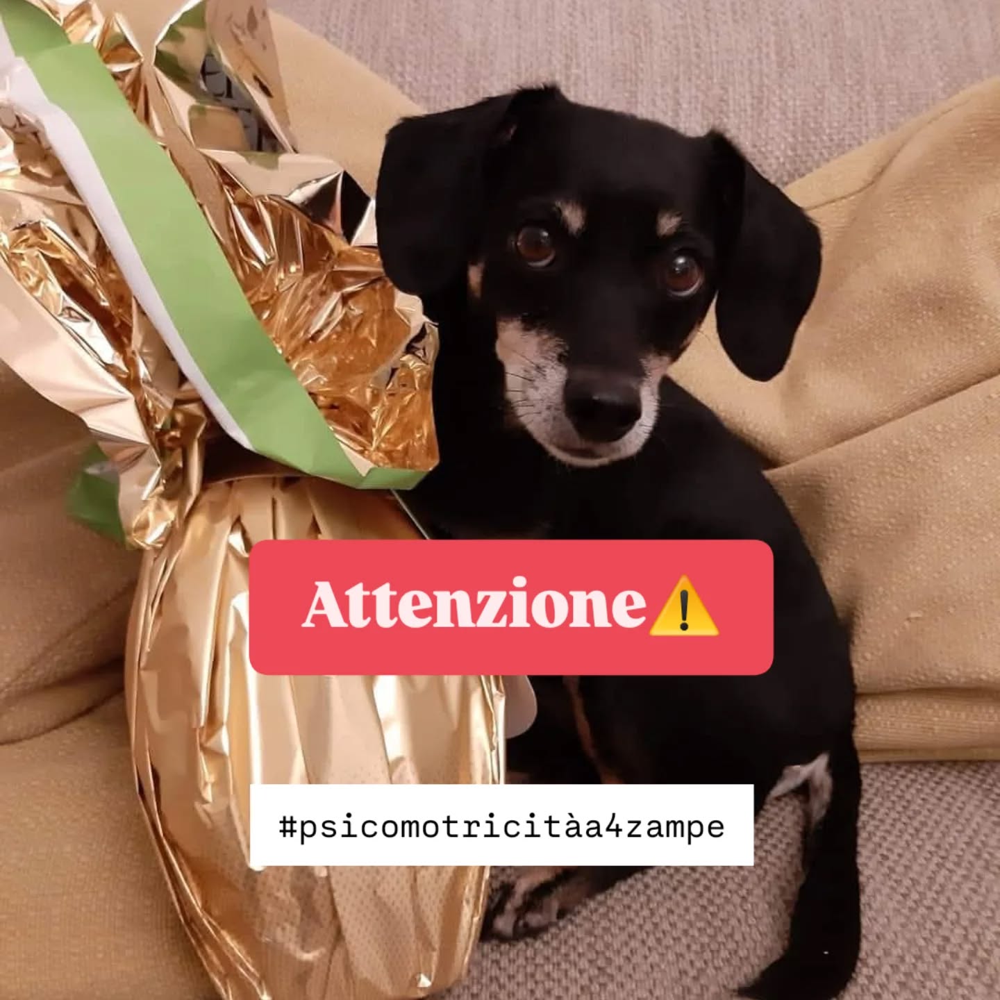 🐣 BUONA PASQUA 🐣
Attenzione ‼️
La cioccolata per noi è una festa… per il tuo cane può diventare un problema serio.
Soprattutto quella fondente contiene sostanze tossiche per lui. E sì, anche se ti guarda con quegli occhi irresistibili da “solo un pezzettino”… meglio non cedere 🍫🚫
👉 Tieni le uova di Pasqua lontano dalla sua portata
👉 Attenzione a tavoli, borse e regali lasciati in giro
Condividi questo post per aiutare anche altri proprietari a evitare brutte sorprese 💛
Bauguri da psicomotricità a 4 zampe!