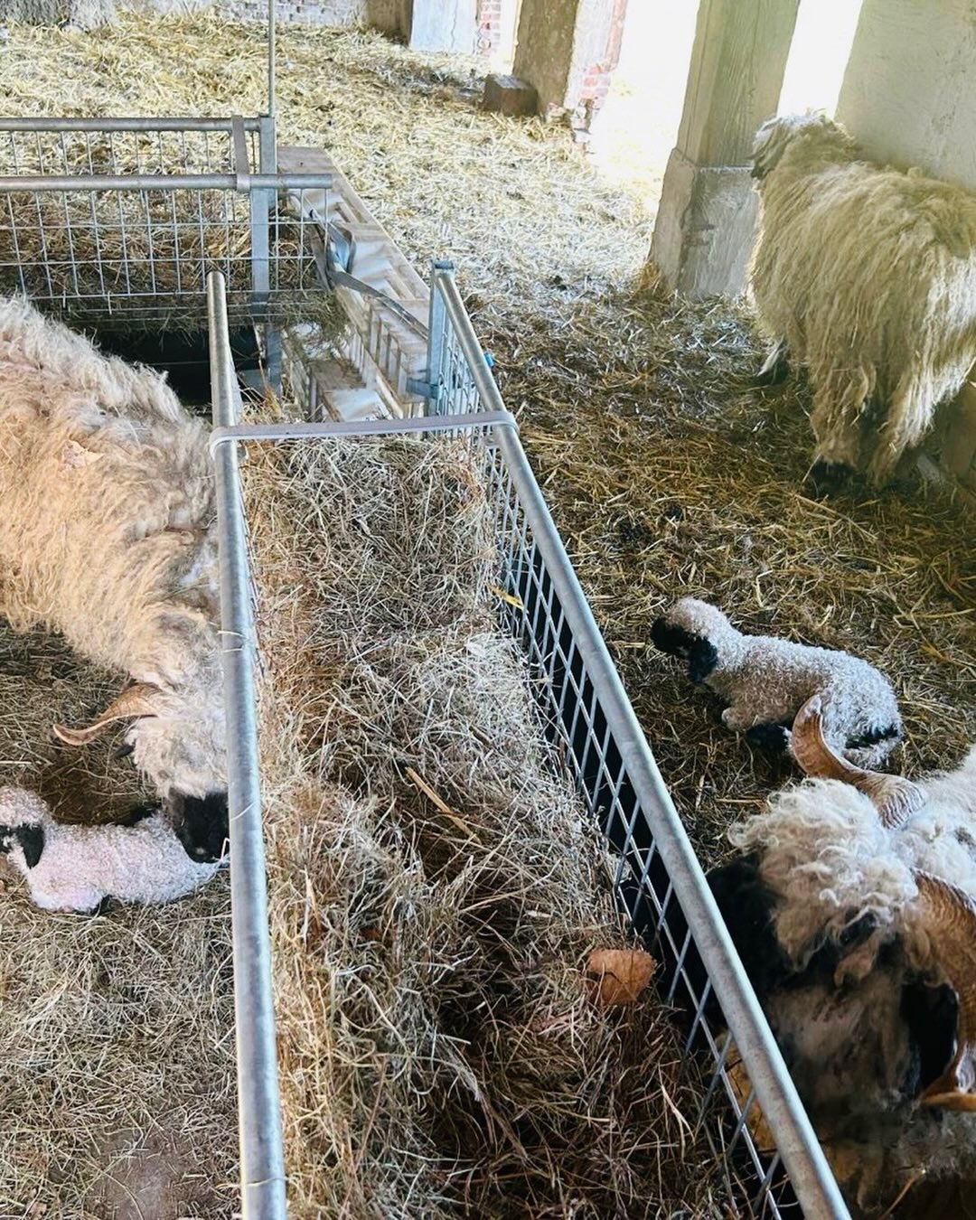 Druk op de boerderij… lammetje nummer 2 🙏