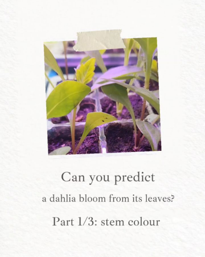 This is one of those early clues that sometimes means something…
If you’re hand pollinating, it tends to be a bit more predictable.
But with open-pollinated seedlings like ours?
It gets a lot messier (and more fun).
These ideas come from dahlia genetics research (including the Stanford work) and years of grower observations.
Half the joy is spotting the clues and making your guesses…
Part 2 coming 🌿