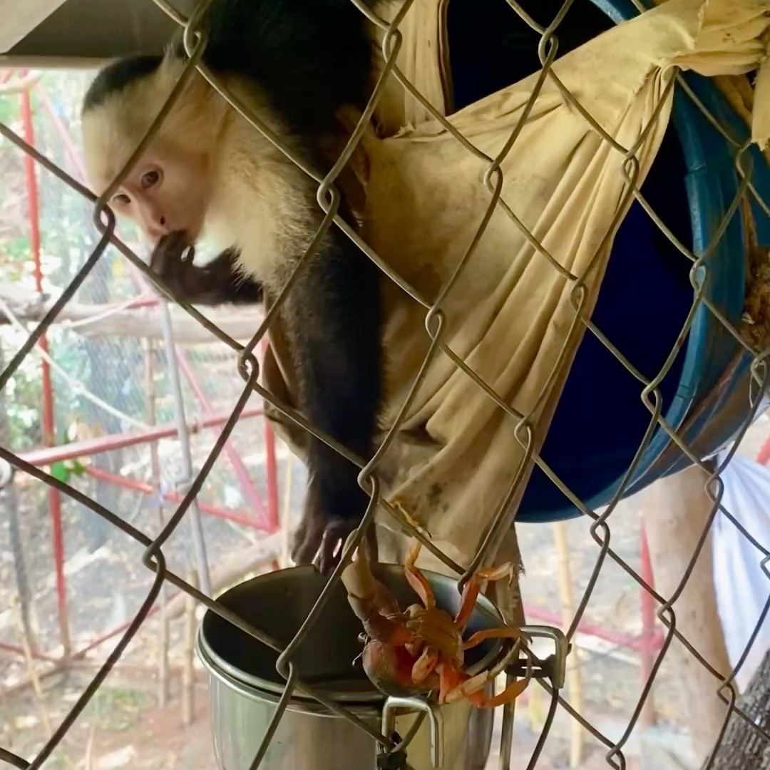 Monkey Monday Update: Kunochi - a Panamanian White-Faced Capuchin is endlessly entertaining to watch. A Halloween crab proves to be a mighty adversary but Kunochi is undeterred. This crab will provide hours of entertainment for him as he figures out how to turn his opponent into prey.
**Bravo is howling in the background so you may want to turn down the volume but Kunochi's squeaks are super cute to hear.
Capuchin are smart and social animals that spend their days foraging, playing, and exploring their world together. Without their normal daily entertainment by nature we try our best to find ways to stimulate his senses and complex brain to prepare him for his release back to the wild.
Melikki's is a fully licensed rescue and rehabilitation center that works under direct supervision of Primate specialists and Veterinarians.
Primates are wild animals NOT pets.
https://www.melikkis.org (link in bio)
#Morrillo #AdventureTraveler @kthg.mv #AdventurePanama #PanamaCulture #PanamaLife #PanamaWildlife #HowlerMonkey #World_Animal_Protection
#PanamaWildlifeConservation @ProyectoPrimatesPanama @Aspvoice
#TravelBetter
#SustainableTravels #EcoTourGuide
#AdventureTravelers #AdventureTraveller #AdventureTraveling
#AdventureTravelFamily #AdventureTravelFamily #FamilyTravelAdventures #FamilyTravelAdventure #AdventurePanama
