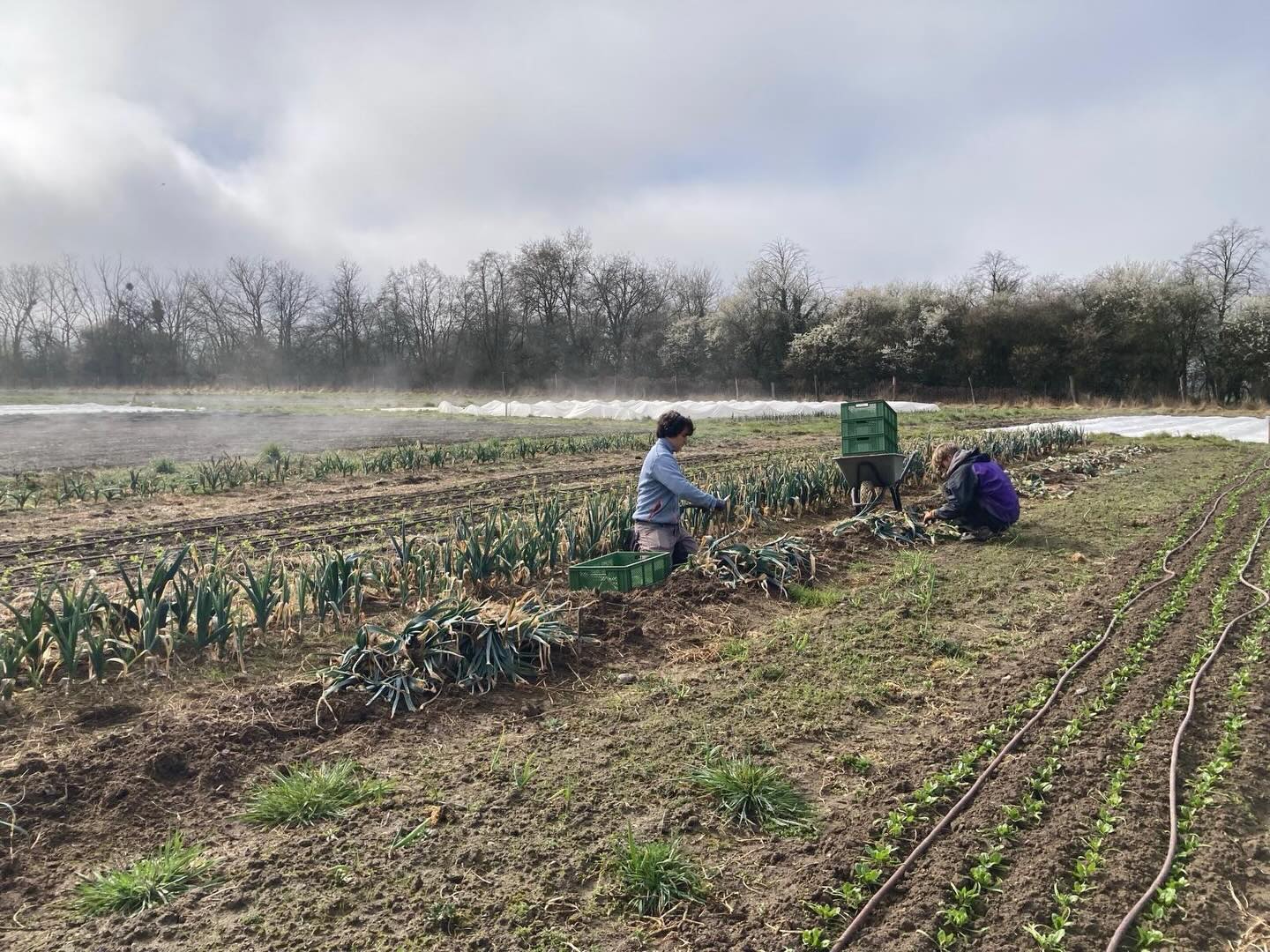 Unsere fleißigen FÖJ-ler Oskar und Daniel ernten Lauch, während der Morgennebel über den Feldern aufsteigt.