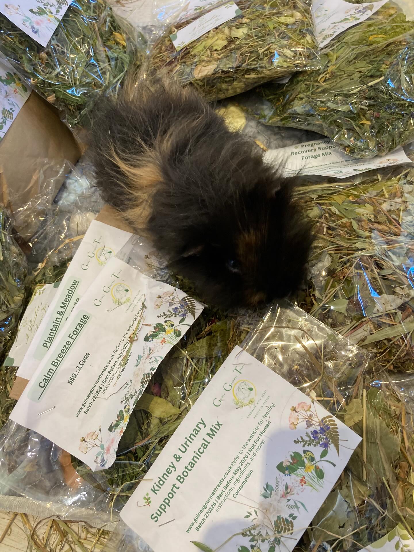 Thank you @guineagourmettreats for the excellent forage. Thank you also to anyone who has bought anything and donated to us in the process. ❤️❤️❤️ #forage #guineapigs