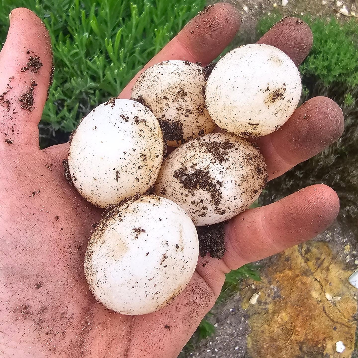 Yesterday we found our 60th egg of the season so far! A mixture of hermanni hermanni and hermanni boettgeri. Not all of these eggs will be viable. However its great to see we have so many new layers that have finally decided their enclosure are providing perfect laying conditions!
#midlandtortoise #midlandtortoise #tortoise #Tortoise #tortoisekeeper #tortoiseofig #tortoiseofinstagram #tortstgram #tortoiselife #reptilesofinsta #reptilesofig #repstagram #pets #reptile #schildkröte #petbreeder #captivebred #pets #captivebredreptiles #reptiles #hermanni #hermannihermanni #hermanniboettgeri #testudo #may