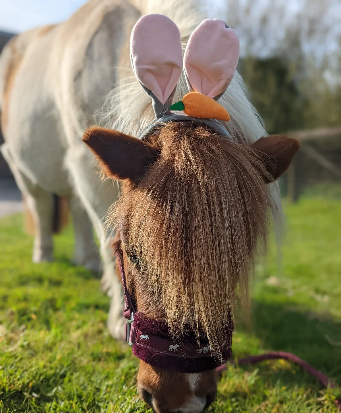 Happy Easter 🐣🐰
.
.
.
#easter #shetlandpony #pony #easterbunny