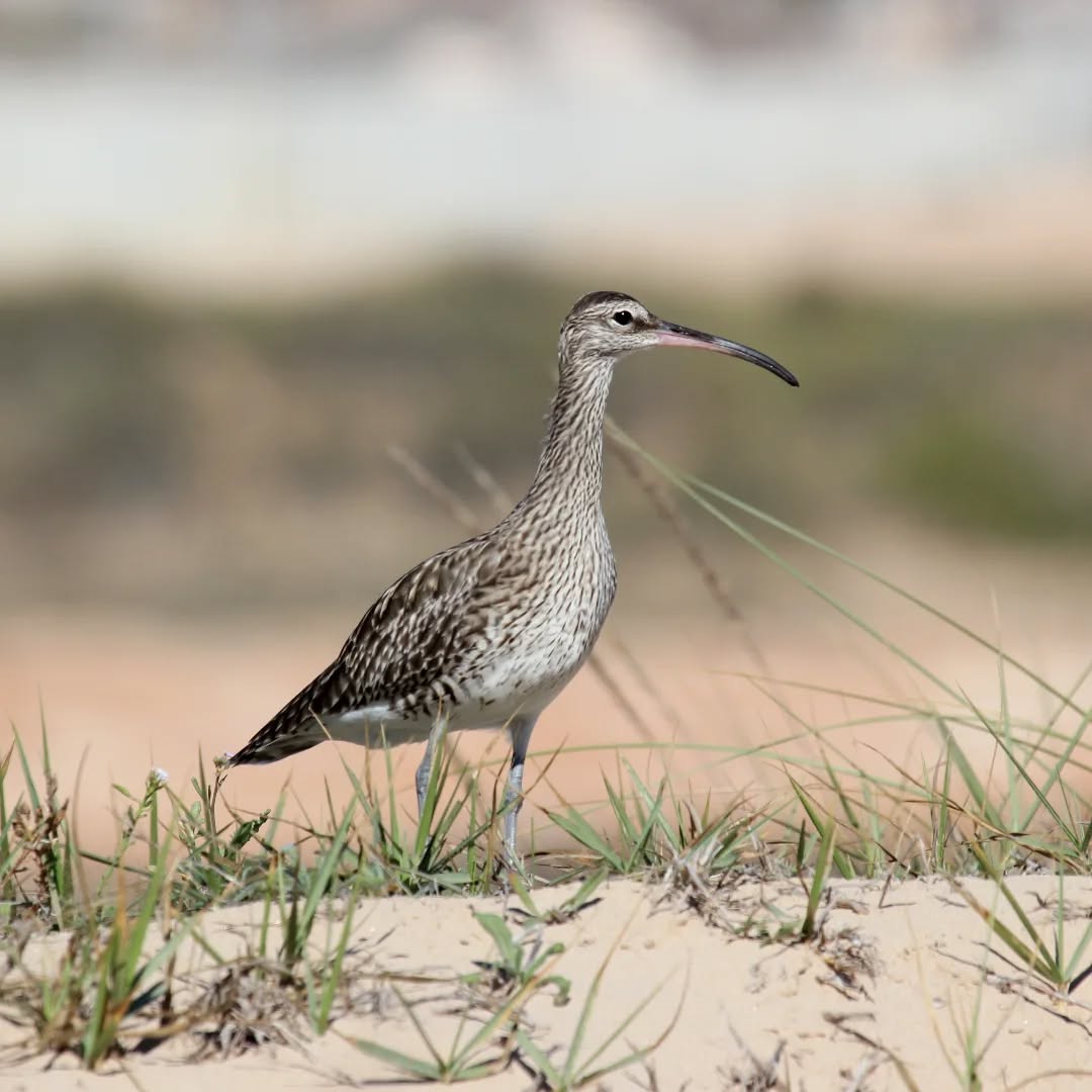 A whimbrel at Mouda beach.
#islandwildlife #kefaloniawildlife #greekwildlife #guidedwildlifewalks #birdlovers
