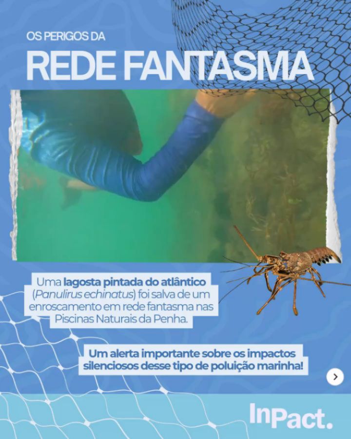 Uma lagosta pintada do Atlântico (Panulirus echinatus) foi resgatada após ficar presa em uma rede fantasma nas piscinas naturais da Penha🦞
As redes fantasmas seguem capturando vidas de forma silenciosa, ameaçando lagostas, peixes, tartarugas e tantos outros animais marinhos. Mesmo descartadas, continuam causando impactos graves aos nossos ecossistemas.
Esse resgate reforça a importância da atuação da comunidade local, mergulhadores, pescadores, pesquisadores e instituições unidos na proteção da vida marinha 🌊💙
Cada ação conta na luta pela sobrevivência dos nossos oceanos!
#RedeFantasma #VidaMarinha #ConservaçãoMarinha #Seixas #JoãoPessoa Oceanos Sustentabilidade ProtejaOMar