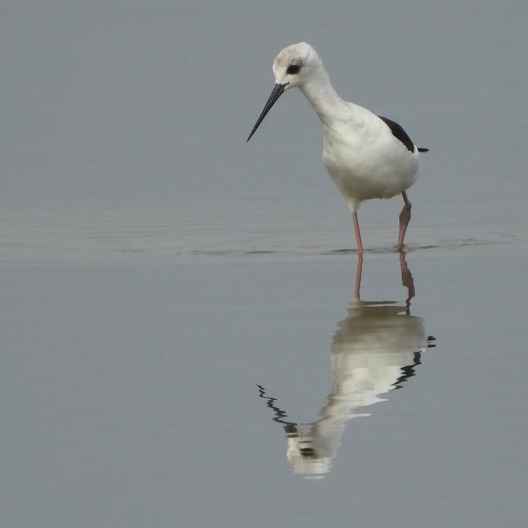 Juvenile pied Stilt, out on the hunt on a cloudy day.
#karameastilts #karameapoaka #piedstilts
