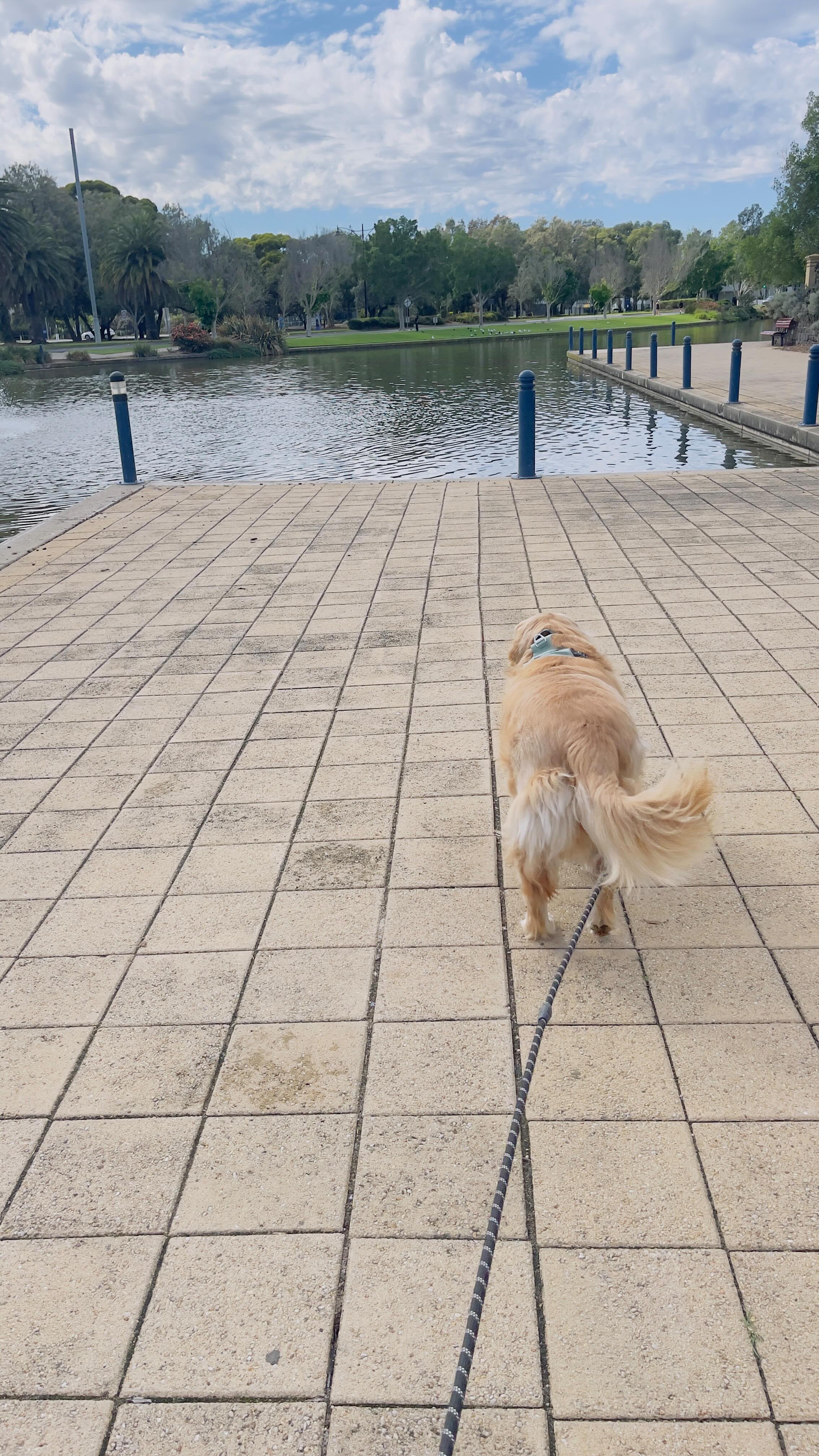 Thanks to Ulla who joined us today to walk around Mawson Lakes…there was lots happening and Koukla loved the birds a bit too much, but it was a beautiful morning and no complaints here!
Next walk on Sunday 19 April 2026 at 10am…meeting up at the Port Adelaide Lighthouse. Be there or be 🔲 😉
#The May50K #WalkWithMeAndKoukla #msawareness #multiplesclerosis
