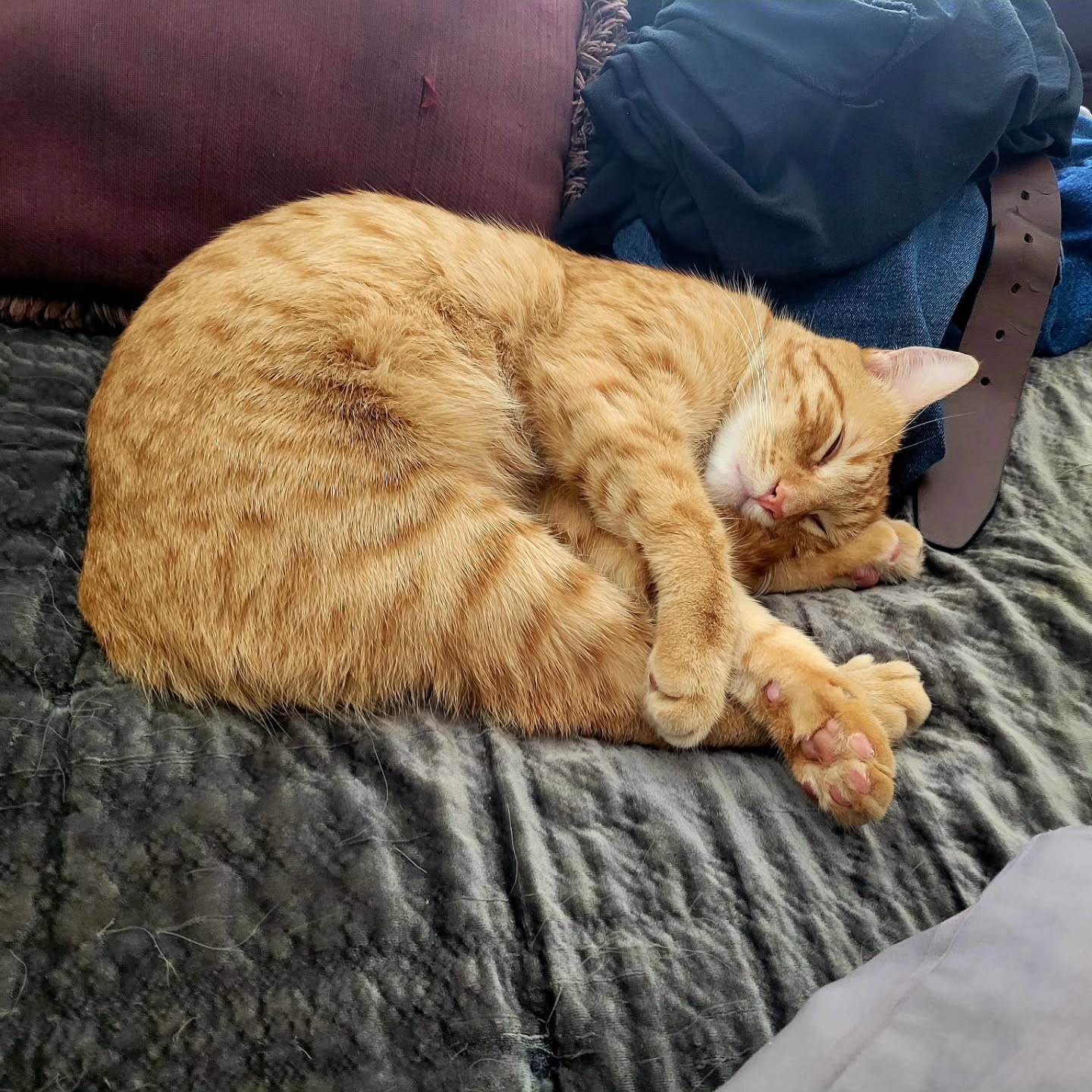 The quiet life of luxury. This is why we do it. Once a kitty found stranded on a freeway... now beloved, adored, and someone's BFF, Elmo (a.k.a "Freeway," a.k.a "Orange Julius") is safe, wanted, and promised the life he always deserved.
Thank you to @goatlandia_sanctuary for initiating his foster story with us! And thank you to his new family for loving him!