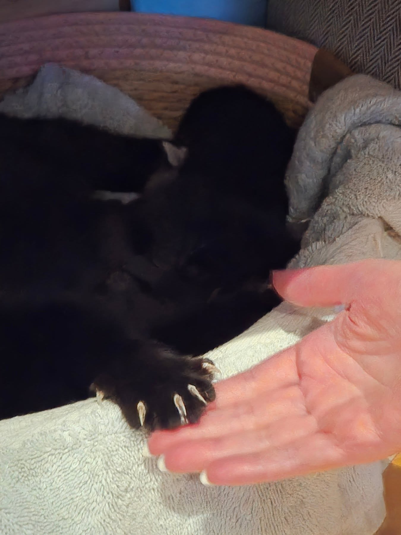 Momma Samantha is an angel! Her babies came to the world on March 24th and she has been so kind and loving! She kneeds everything! She reaches her paw toward every hand, and kneeds every minute, gripping her babies in love. Although her paw looks scary, she is gentle and loving- I CAN TELL she is grateful to be raising her babies in safety and peace. We hope someone has been waiting for her... and can see how beautiful she is without ever having to see her face. If I could keep them all- she would be mine forever! She's just that precious! I'll wait forever to find her that perfect home! (8 more weeks from now- of course!)