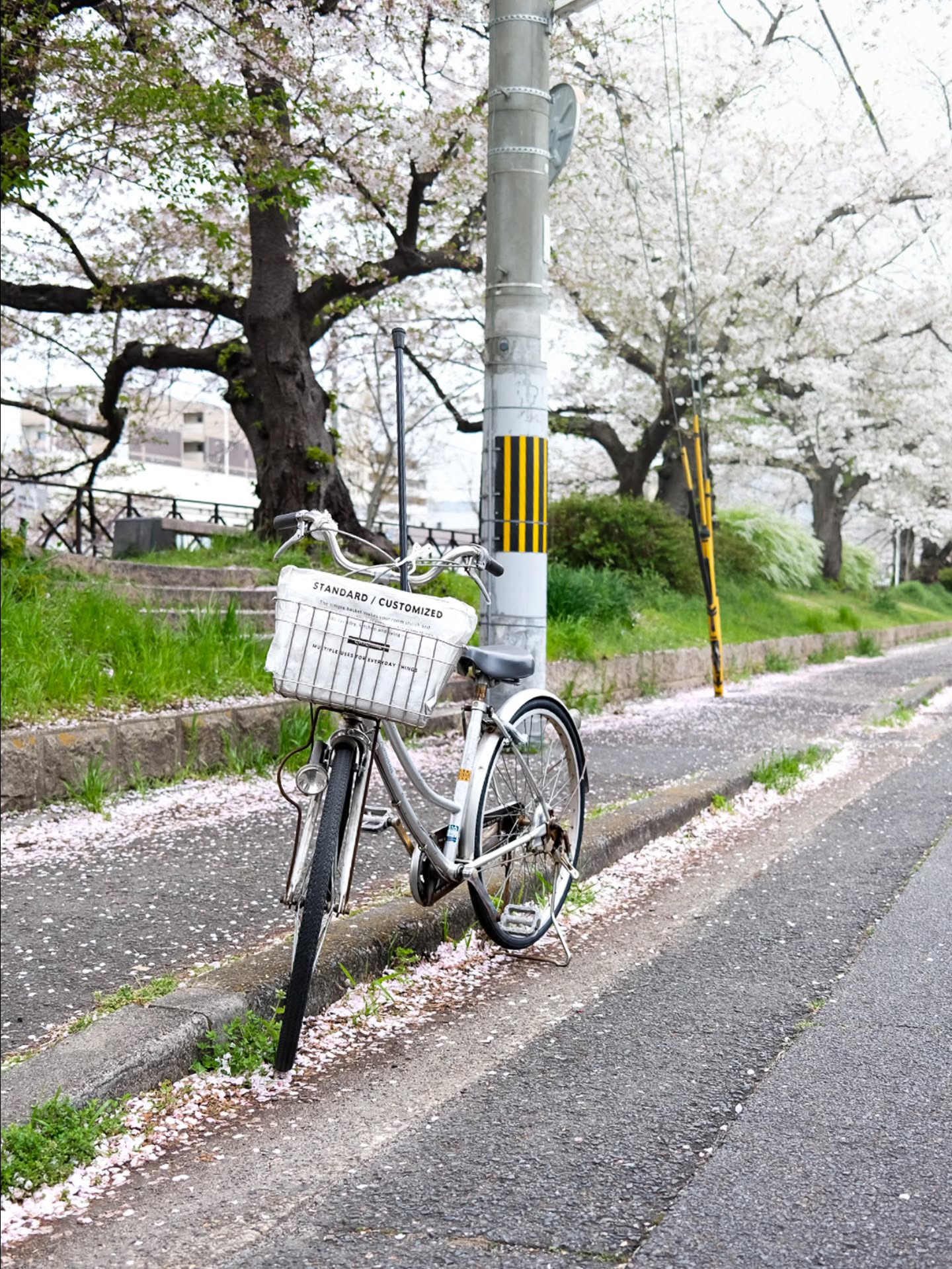The best place to see Sakura was always right nextdoor. We moved last year so I don't come here as often as I would like. I passed this place on my way back from driving lesson (yes! I'm getting my driving licence in Japan!)
#japan #sakuraseason #Sakura2026 #kyoto #photographer
