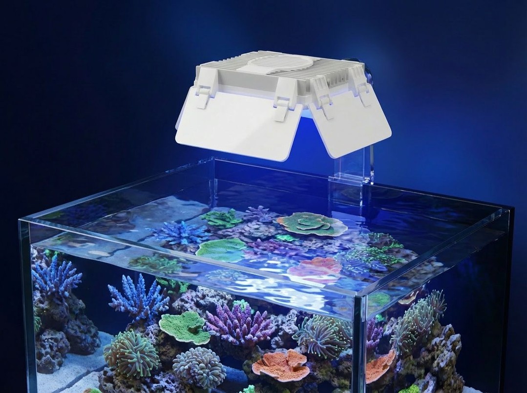 Tired of getting blinded every time you look at your reef?
Our acrylic light shades are built to cut glare and keep your tank looking clean — without killing your spread.
We make them for AI lights and EcoTech lights, and if you've got something different, we can usually make shades for other lights too.
Best bit: they can be angled however you want — keep the wide spread, or aim the light more directionally.
Shop here:
https://www.thepolyppros.co.uk/shop-16
https://www.thepolyppros.eu/category/the-polyp-pros-ai-upgrades
DM us your light model if you're not sure what you need.
#aquarium #reeftank #reefing #reefkeeper #reefaquarium #saltwateraquarium #marinereef #coralreef #corals #sps #lps #mixedreef #reefnerd #reefcommunity #reeflighting #aquaillumination #ailight #aiprime #hydra #ecotech #radion #g5radion #g6radion #reefled #aquariumlighting #reefaccessories #acrylic #custommade #reefgear #thepolyppros