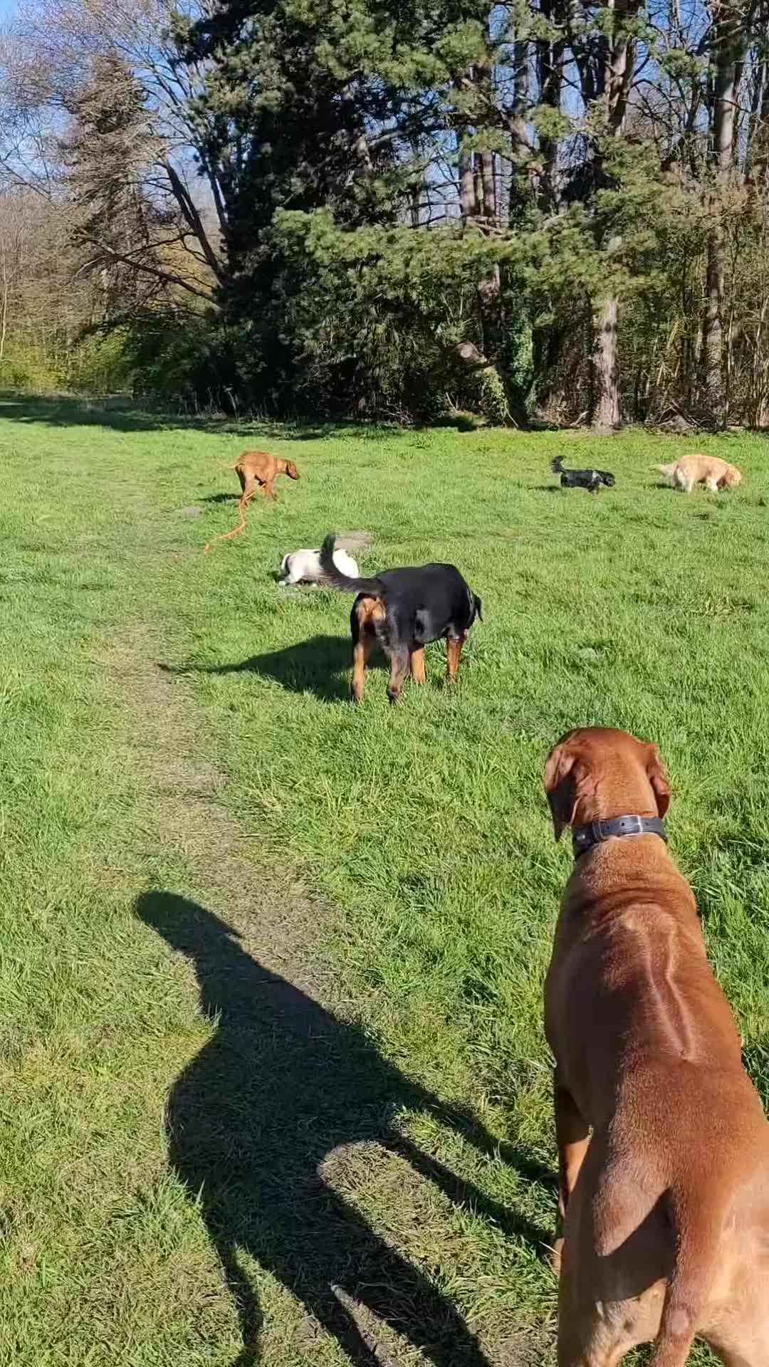 Extra genieten met het zonnetje er zo bij 😎
🐾 Bob, Boris, Hoots, Tessa, Beau, Cooper en Kibo
