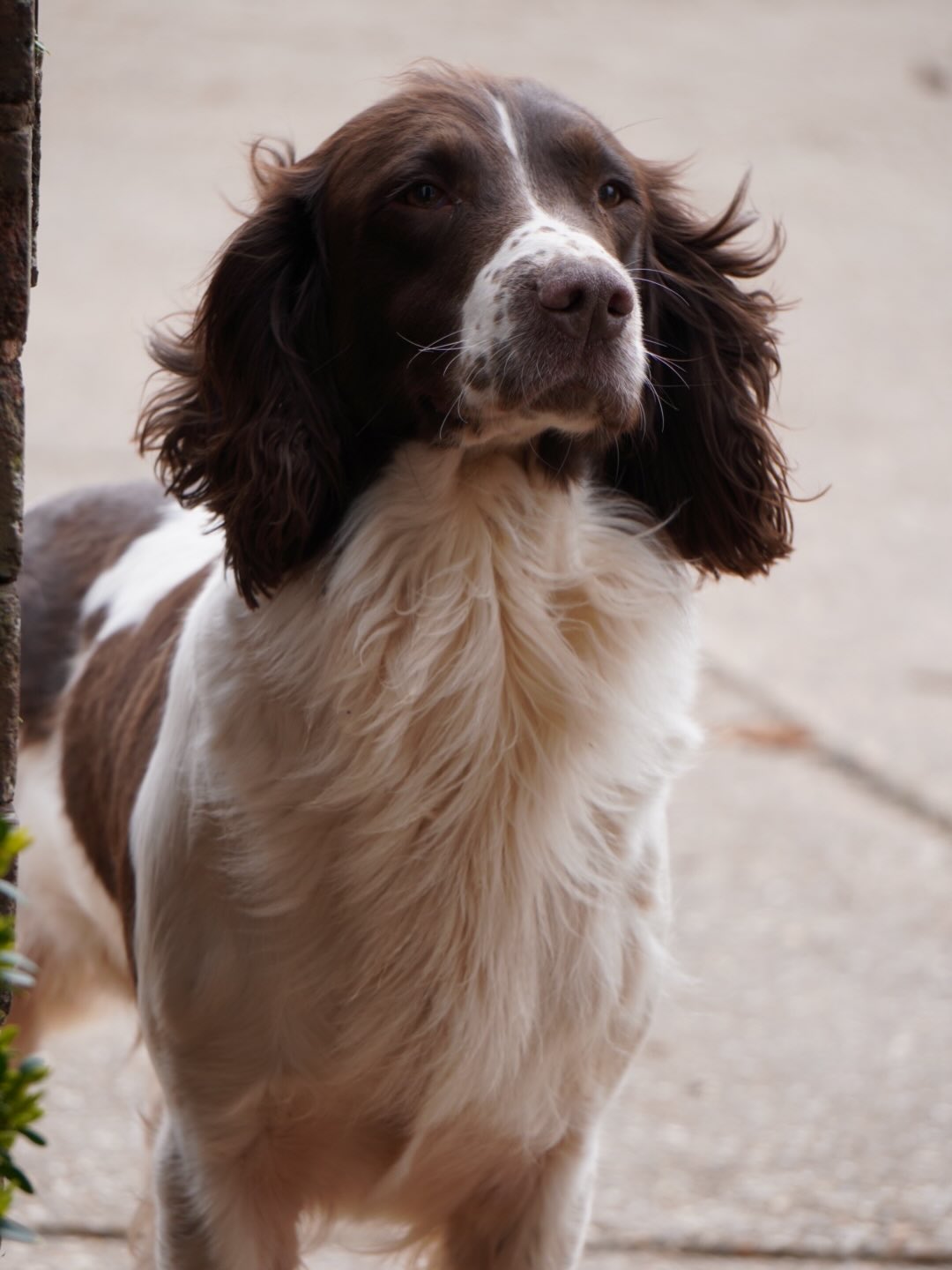 Pleased to say Amber has just been covered by Shiya!! So all fingers crossed for puppies 🐶 end of May ! 💖