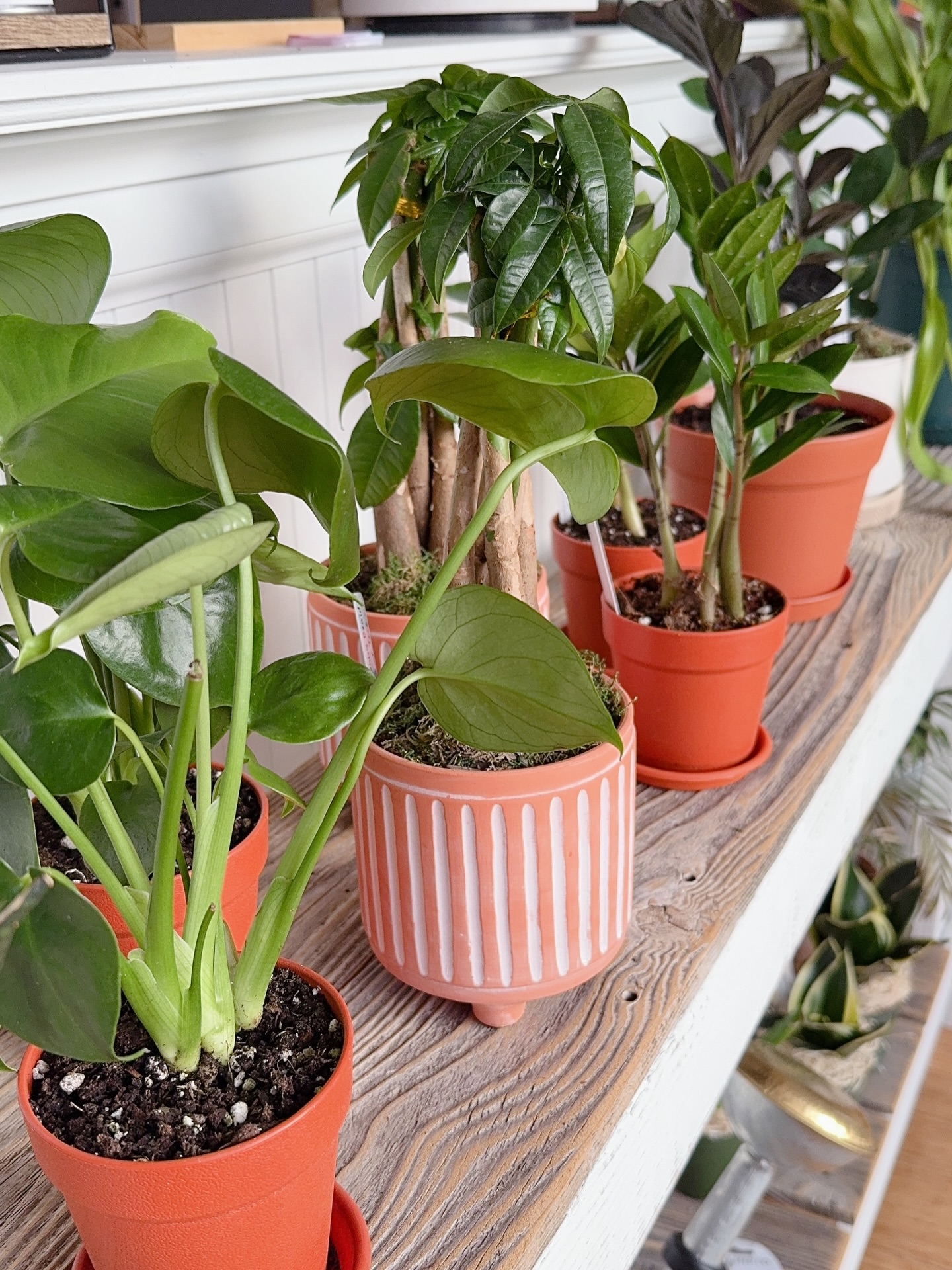 Refreshing space with more green this spring, shop small with us @thebotaniqueandco
Benefits of adding more greenery inside your home
🌱 more oxygen and clean air
🌱 create more calm
🌱 helps cleansing your energy
The Botanique & Co
112 2nd St, NE, Charlottesville, VA
www.thebotaniqueco.com
#indoorplant