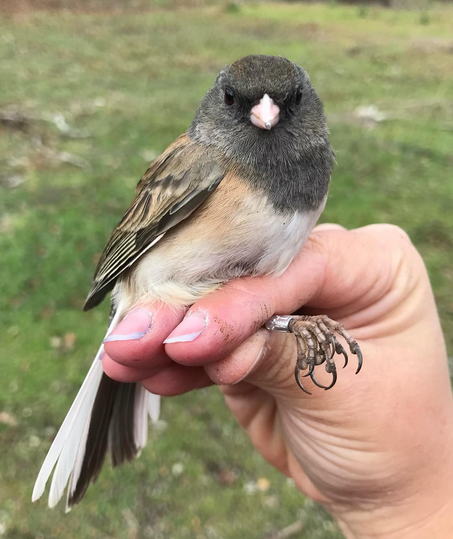 Hey! We only have one week left until our Discover Birds event!
Don’t forget to register to see the bird banding demonstration!