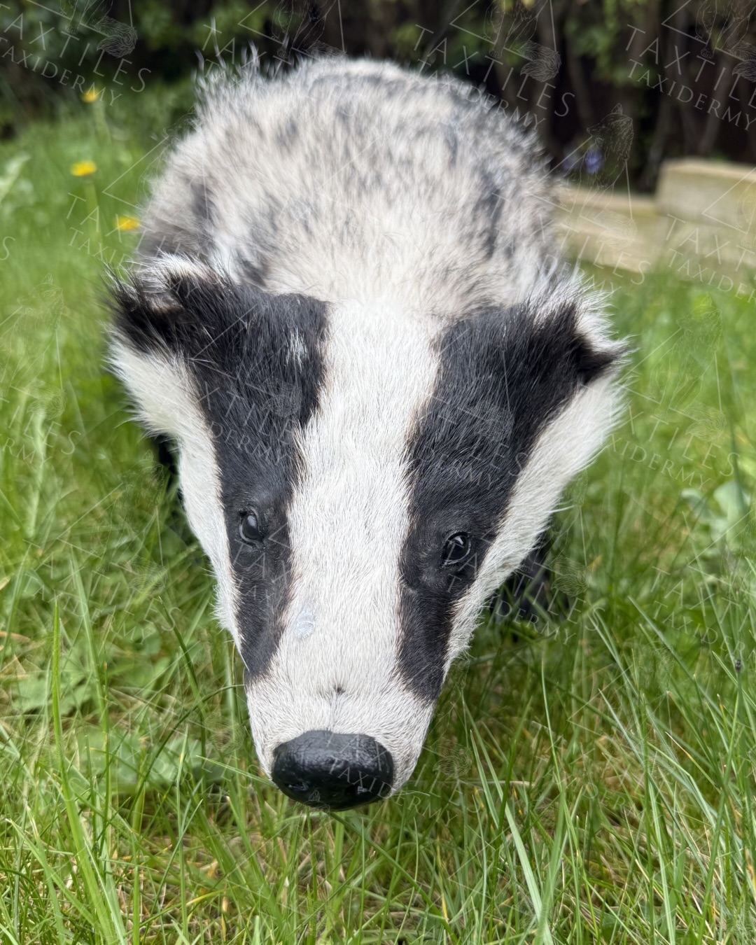 Sweet badger all mounted and complete ready to go back to the customer. This one is going to @sticks.stones.n.bones - Kat has a fantastic shop in Gloucester called @gloucester_goblin_merchants_ - I highly recommend checking it out 😊
This badger was roadkill and had to be sadly put down due to his injuries at a vets in Nottingham.
#taxidermy #badger #oddities #curios #wildlife