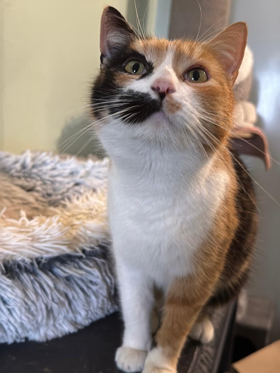 Amelka – eine leise Seele auf der Suche nach Wärme 🤍
Als Amelka gefunden wurde, war es bitterkalt.
Sie saß einfach da… wartend, zitternd, die kleine Pfote angehoben, um sie vor dem eisigen Boden zu schützen. Als man sie hochnahm, schmiegte sie sich sofort eng an – als wollte sie jede noch so kleine Wärme in sich aufsaugen.
Heute ist Amelka in Sicherheit im Katzenasyl in Polen und könnte am 18.04. mit dem nächsten Transport ausreisen – in ein Leben, das sie so sehr verdient hat.
Amelka ist etwa 4 Jahre alt und eine unglaublich zarte, sanfte Katzendame. Sie liebt Menschen sehr und blüht richtig auf, wenn sie Nähe, Aufmerksamkeit und liebevolle Zuwendung bekommt. In ihr steckt eine ruhige, elegante Seele – eine kleine „Katzenlady“, die nicht laut ist, aber umso mehr berührt.
Sie genießt streichelnde Hände, ruhige Momente und einfach das Gefühl, nicht mehr alleine zu sein.
Mit anderen Katzen ist Amelka eher zurückhaltend und vorsichtig. Sie beobachtet lieber aus der Ferne und braucht keine turbulente Katzengruppe um sich. Das Leben im Katzenasyl ist ihr zu viel. Daher wünschen wir uns für sie ein ruhiges Zuhause, in dem sie nicht untergeht – am besten mit sehr sanften, unaufdringlichen Artgenossen.
Was Amelka sucht, ist kein Abenteuer.
Sie sucht Frieden, Geborgenheit und einen Menschen, dem sie vertrauen darf.
✨ Wer schenkt dieser feinen kleinen Seele den warmen Platz, auf den sie so lange gewartet hat? Amelka ist bereit (kastriert, geimpft & gechipt)! 🧳
#Adoptacat #tierschutz #catrescue