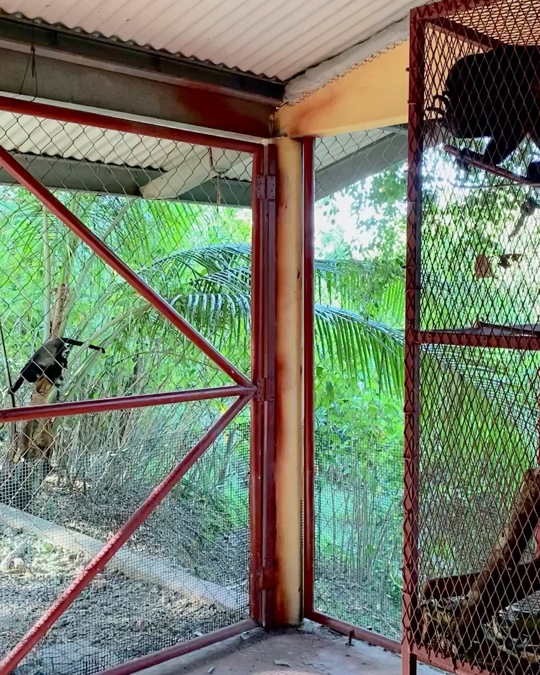 Bravo had a local visitor drop in on him today. Was he a friendly or no?
Working with howler monkeys means always having ear muffs on hand. In this moment there were 3 adult males all howling at eachother (2 out in the wild, and Bravo in captivity), then baby Nuba and Elda doing their best to chime in too!
This is something I imagine nobody thinks about when they decide that a baby monkey would make a great pet. As the loudest land mammal on the planet, yes - louder than lions, it would be hard to have a dinner conversation if you have one of these in your home.
To give you a comparison: a jackhammer is about 100 dB, a lion's roar is 114 dB while a howler monkey is 140dB!
Bravo was kept as a pet in a small cage in his short 3 year life only being fed milk and sugar. Like everyone who stays at Morrillo Beach Eco Resort he is starting to eat veggies, he loves his organic steel cut Bob's Red Mill organic oats, fruits, and is being introduced to the wonderful world of fresh leaves via a super smoothie of leaves, goats milk yogurt for probiotics, and electrolytes to maintain hydration.
Leaves - which are the normal diet of a howler monkey, have to be slowly introduced to him so he can build up the enzymes in his gut so that one day, he can live free again and show his local buddies just how loud he can roar!
Melikki's is a fully licensed rescue and rehabilitation center that works under direct supervision of Primate specialists and Veterinarians.
Primates are wild animals NOT pets.
https://www.melikkis.org (link in bio)
#Morrillo #AdventureTraveler @kthg.mv #AdventurePanama #PanamaCulture #PanamaLife #PanamaWildlife #HowlerMonkey #World_Animal_Protection
#PanamaWildlifeConservation @ProyectoPrimatesPanama @Aspvoice
#TravelBetter
#SustainableTravels #EcoTourGuide
#AdventureTravelers #AdventureTraveller #AdventureTraveling
#AdventureTravelFamily #AdventureTravelFamily #FamilyTravelAdventures #FamilyTravelAdventure #AdventurePanama