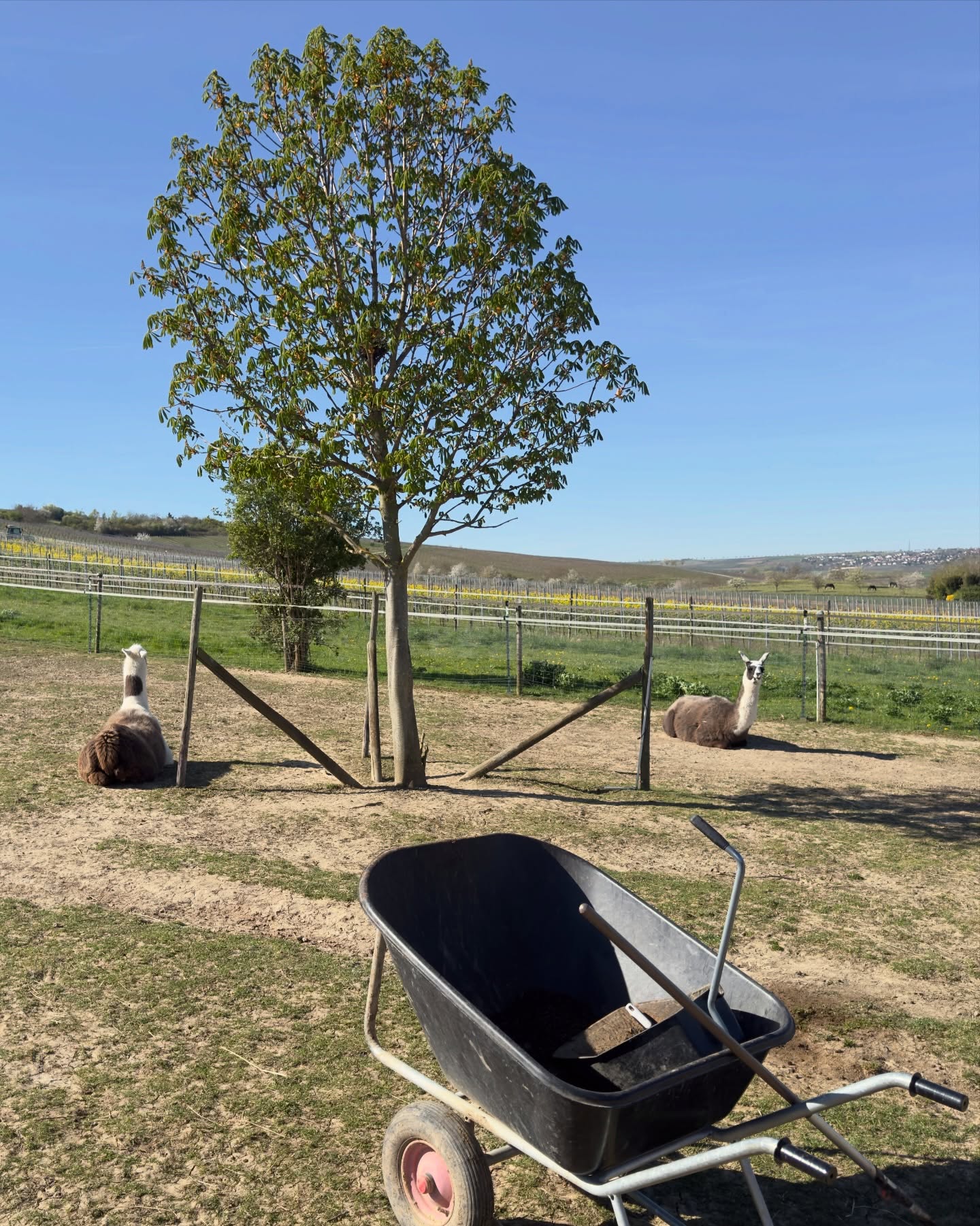 ✌️
Freunde 🥰 es war heute quasi sommerlich ☀️
Hermann hat die Badesaison nun offiziell eröffnet 💦🤦♀️😅
🤔 Wer sagt ihm, dass das unter anderem sein Trinkwasser ist?
Okay, es gibt ja auch Tränken aber aus dem Bottich saufen wir eigentlich noch lieber 😂
Naja, wird ja immer frisch gemacht 😜
Wir Eselchen waren wieder „Wegelagerer“ 😋. Da waren wir schon sehr fleißig.
Bald sind unsere Weiden auch wieder offen. Da freuen wir uns drauf 🤗
Habt eine gute Zeit und seid herzlich gegrüßt,
🫏🦙 die Jungs
#esel #lamas #alpakas #stall #wandernmachtglücklich