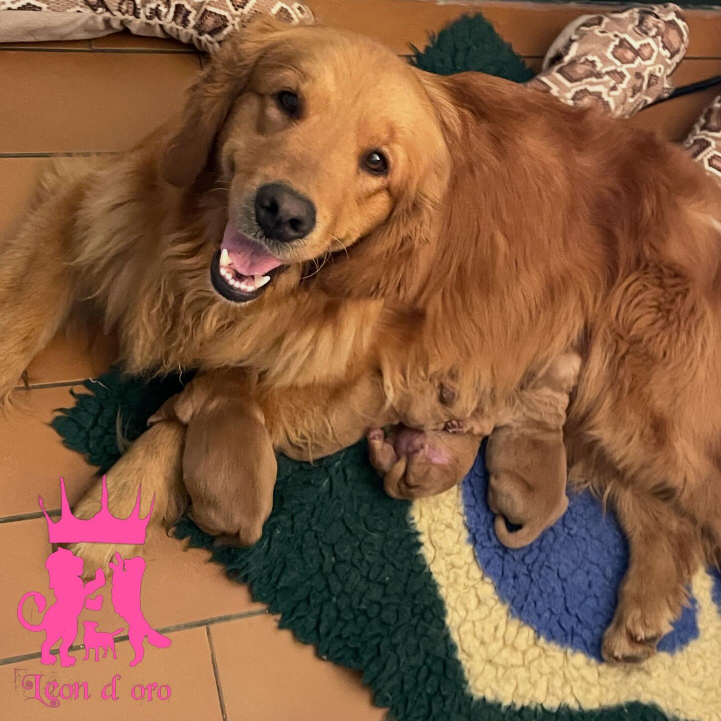 La nostra sorpresa di Pasqua 🥰🐣❤️…e voi nell’uovo cos’avete trovato??? 😜🥰😅 #leondorofamily #cuccioligoldenretriever #goldenretrieverlineaamericana #allevamentogoldenretriever