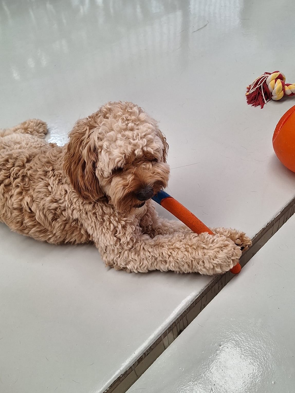 Easter concluded 🥰🐾🐶💛
.
.
.
.
.
.
#dogs #cutedogs #happydogs #dogdaycarelife #wooflandnz #auckland