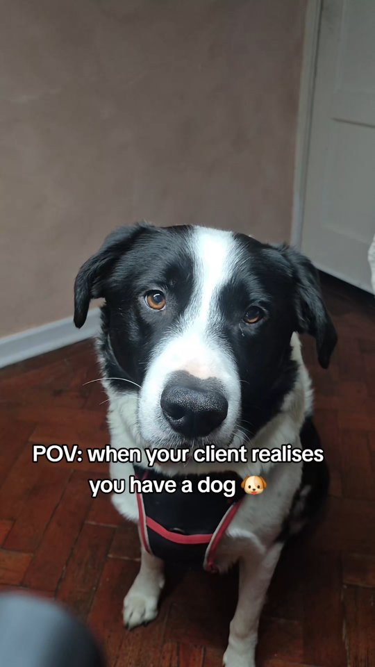 POV: you came for your appointment… but now you’re emotionally attached to the salon dog and forgot why you booked in 🐶💅
link in the bio for bookings
#DogOverEverything #SalonLife #ClientProblems #BeautyTok #DistractedAF