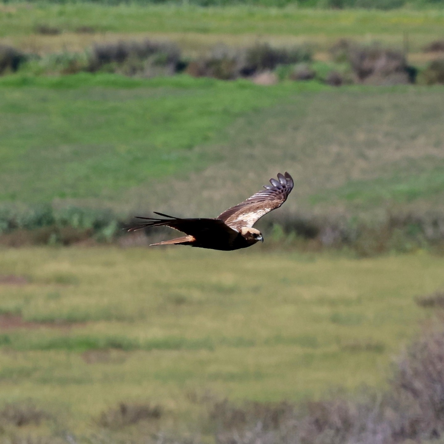 One of the female marsh harriers at Livadi last week.
#islandwildlife #kefaloniawildlife #greekwildlife #guidedwildlifewalks #birdlovers