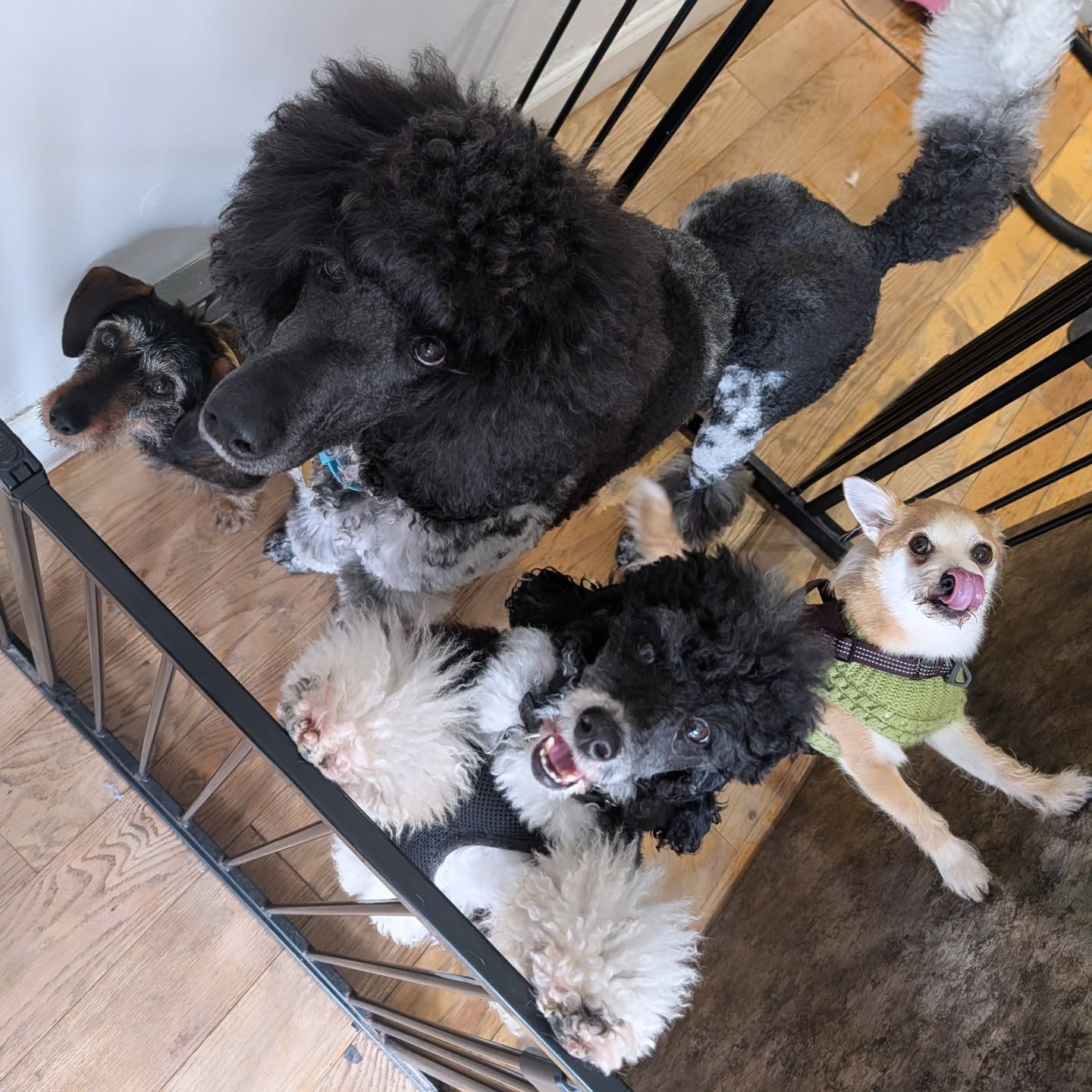 Got the whole Woofmans dog gang rounded up the other day 😝 it looks like a pic for an album cover! 😅